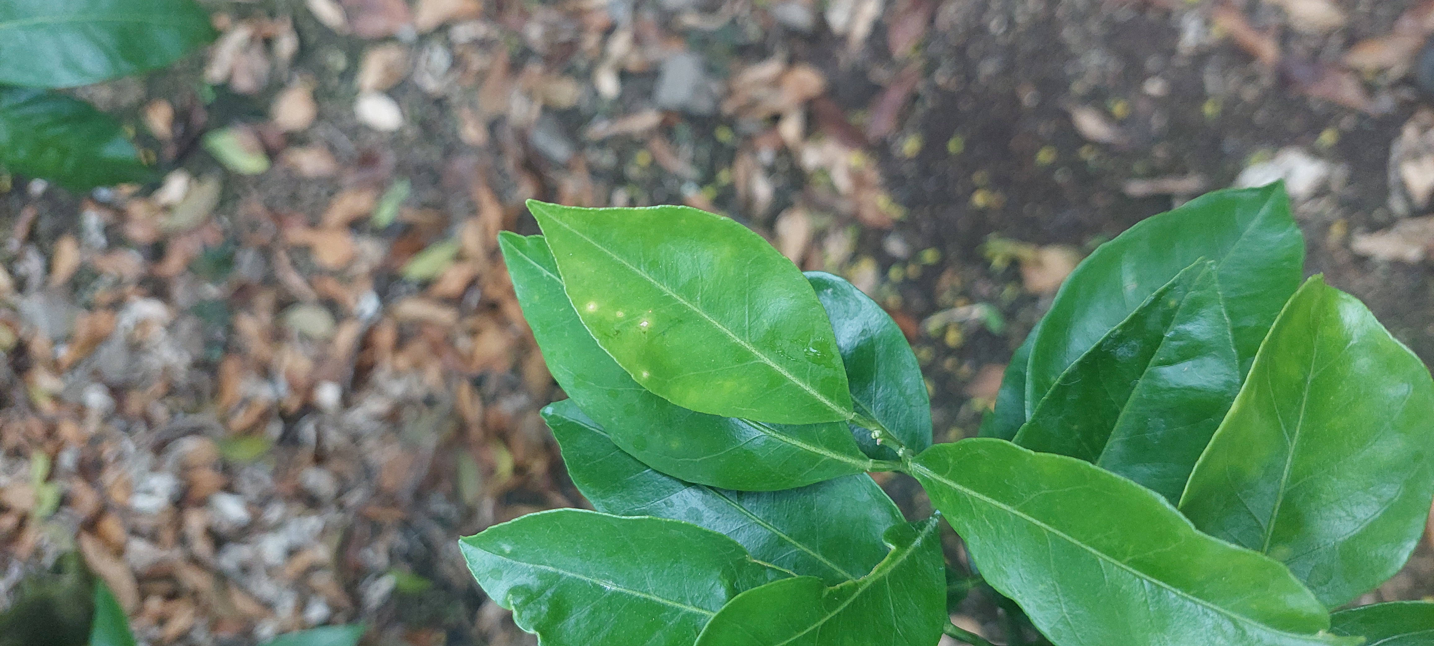 새순 잎사귀 문의