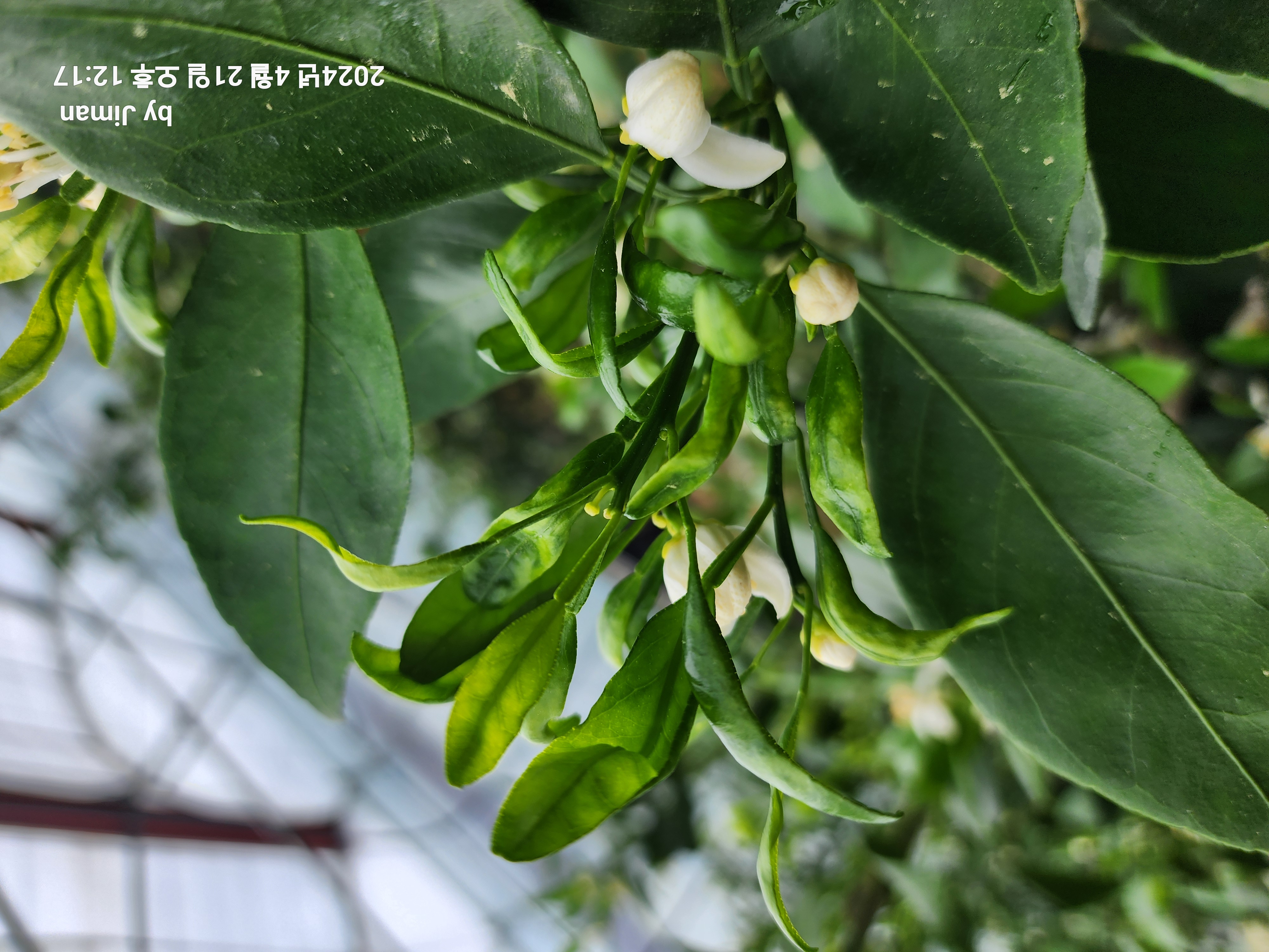 레드향 새순 이상 현상