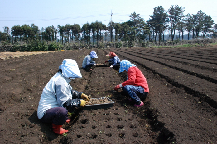 더덕이식기를 이용한 이식재배 1/2