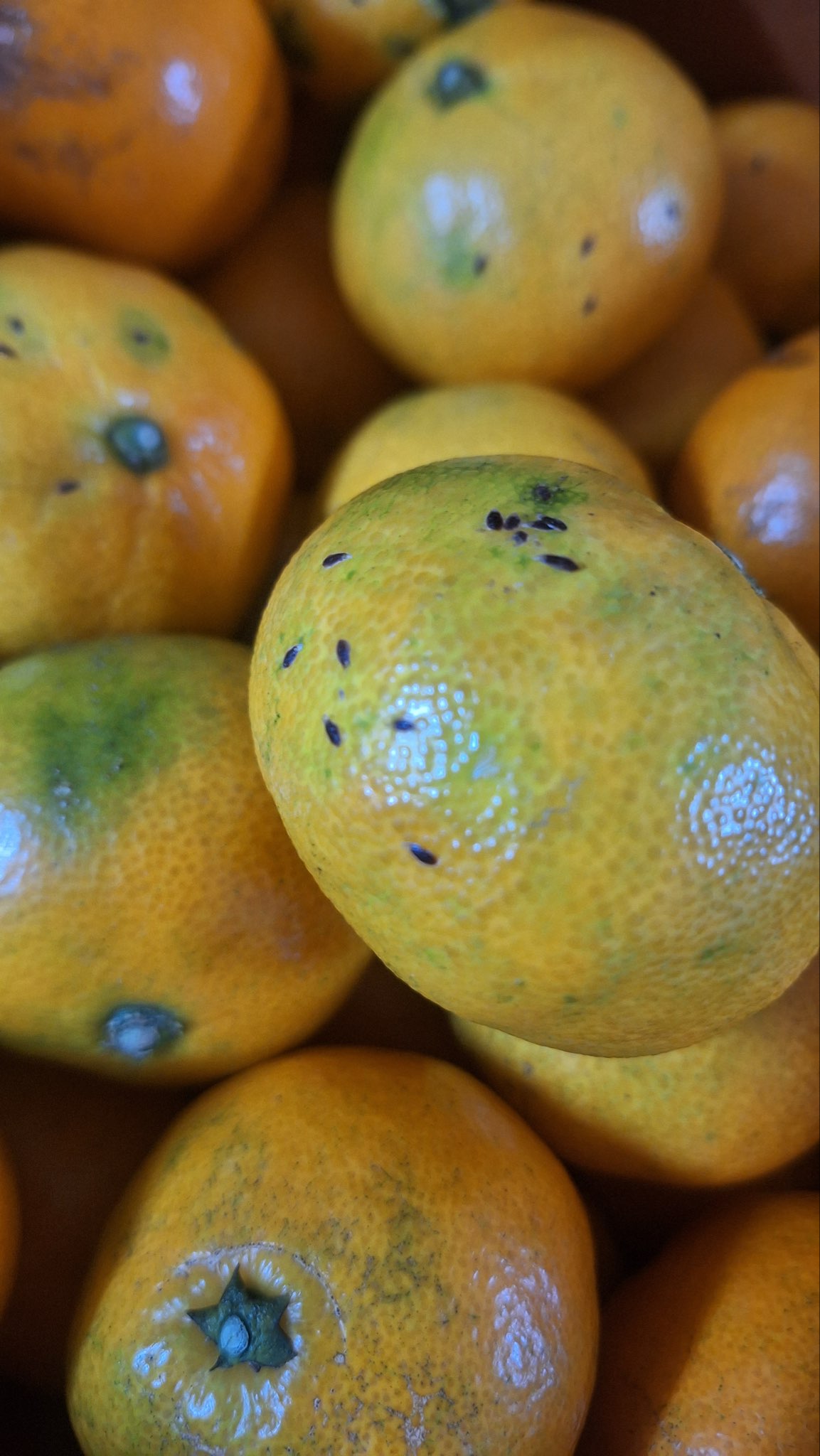 귤에 검은깨같은 벌레알(?)이 뭔지 궁금합니다.