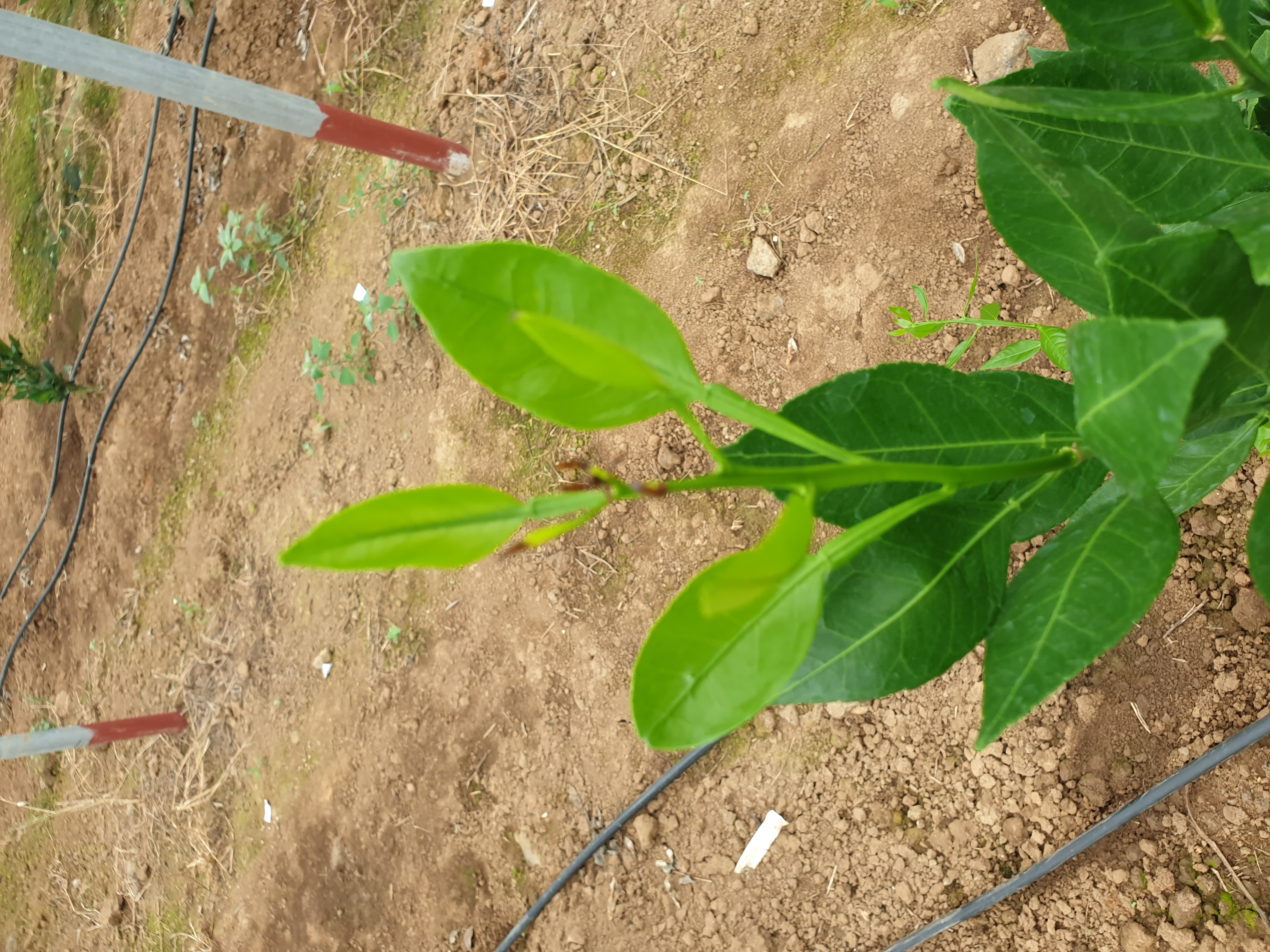 레드향 새순 끝 이상