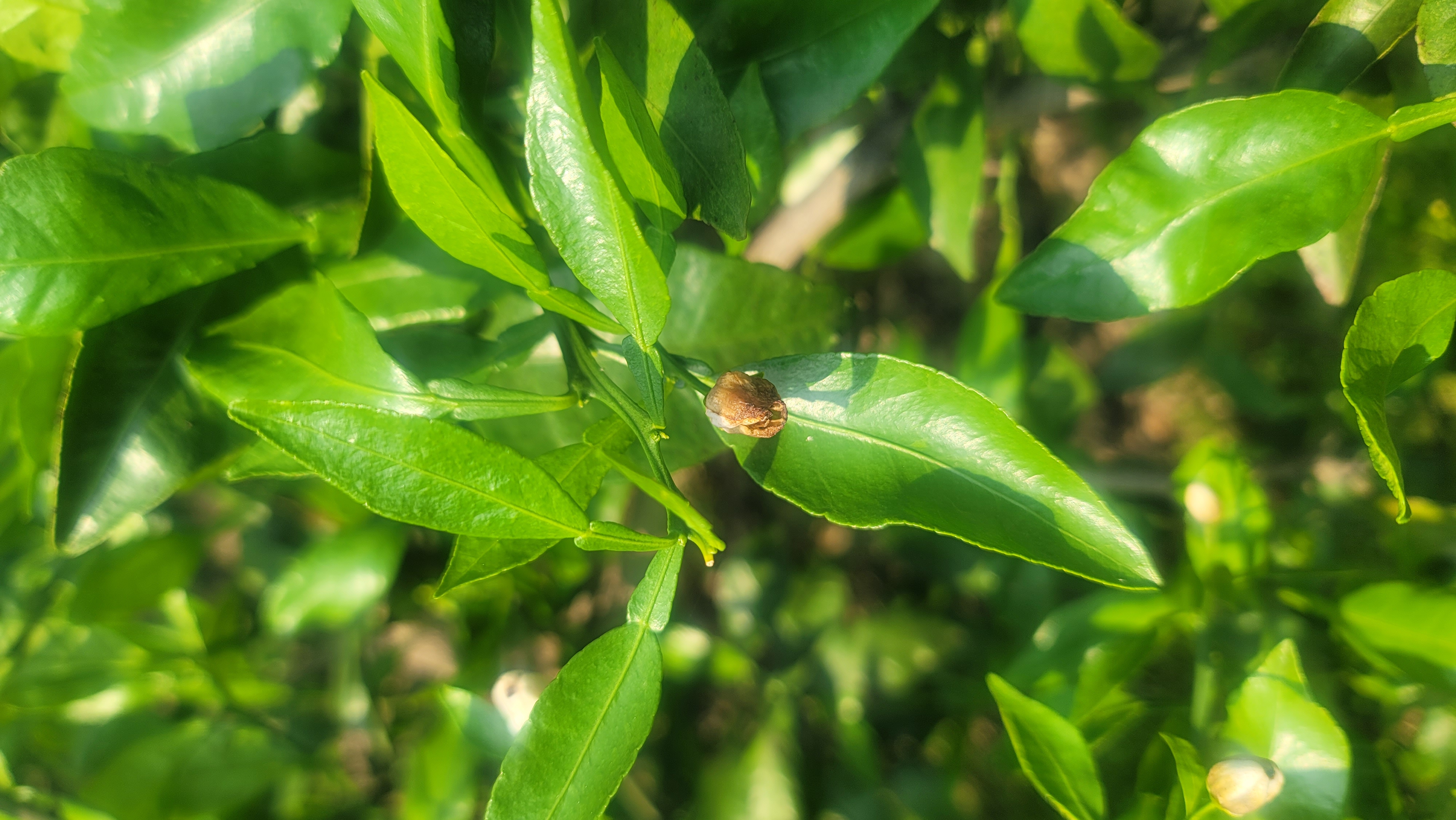 안녕하세요 노지한라봉 몇가지 질문이 있습니다