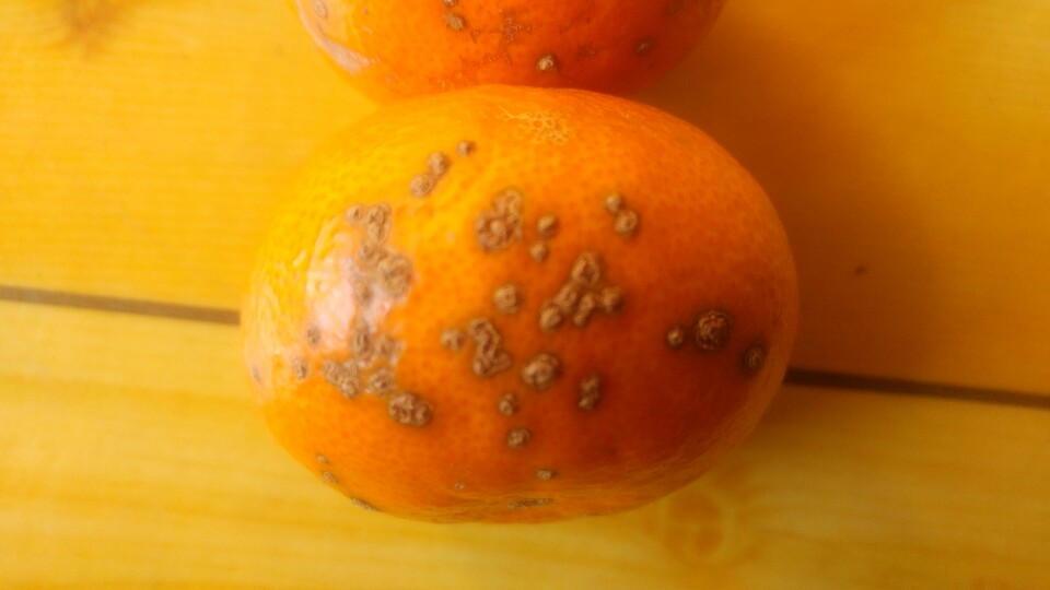 병충해 알수있을까요?