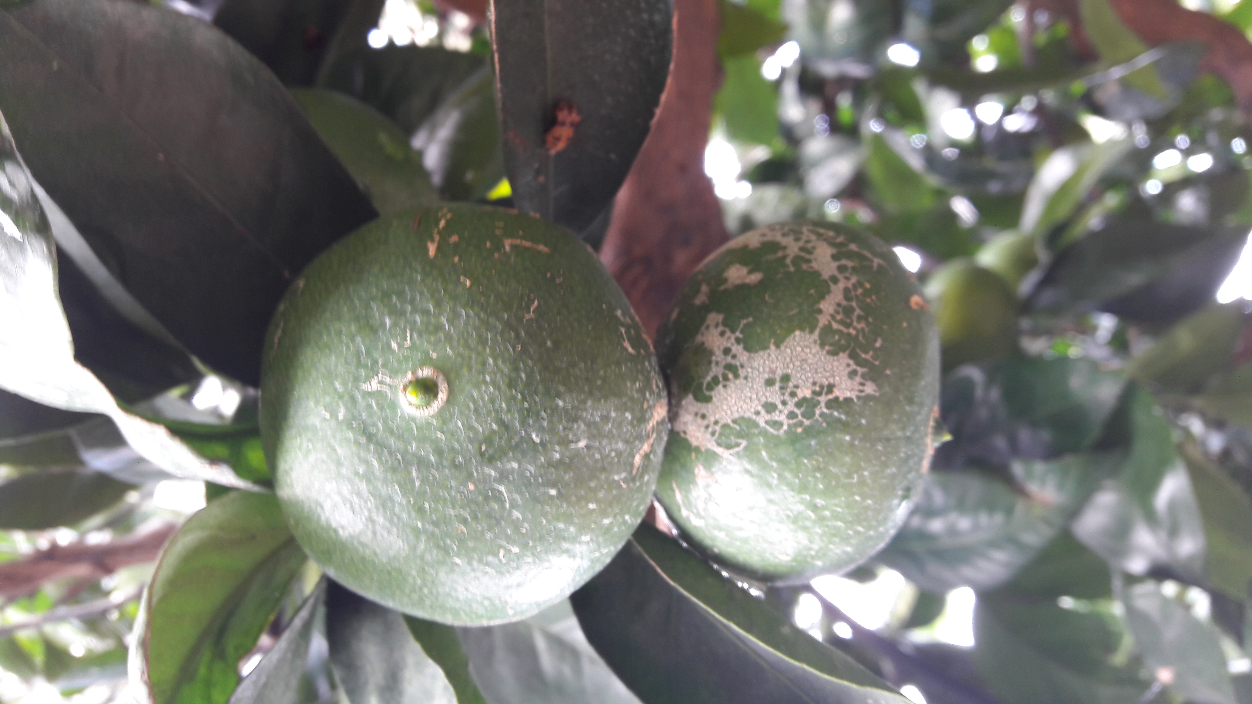 노지감귤입니다. 병해충 이름을 알고싶습니다