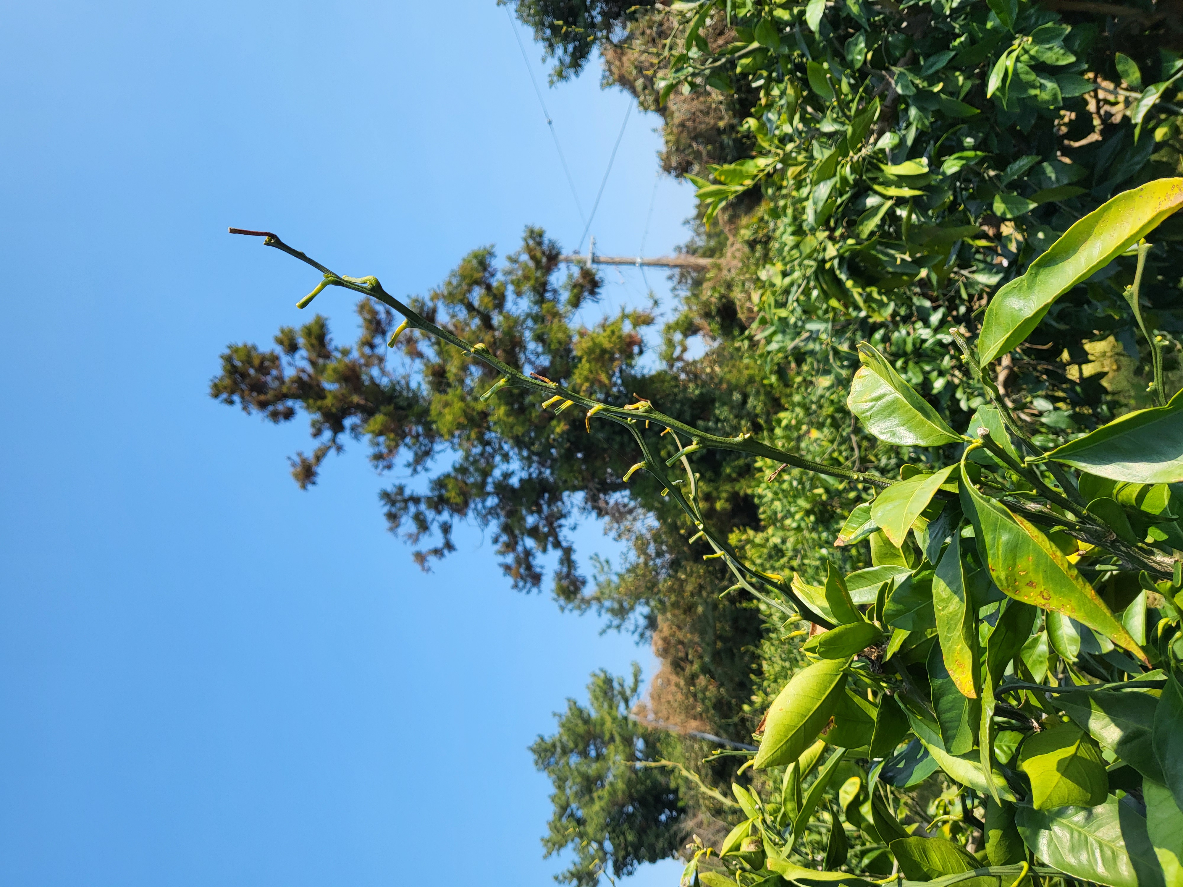 노지감귤 가지 관련