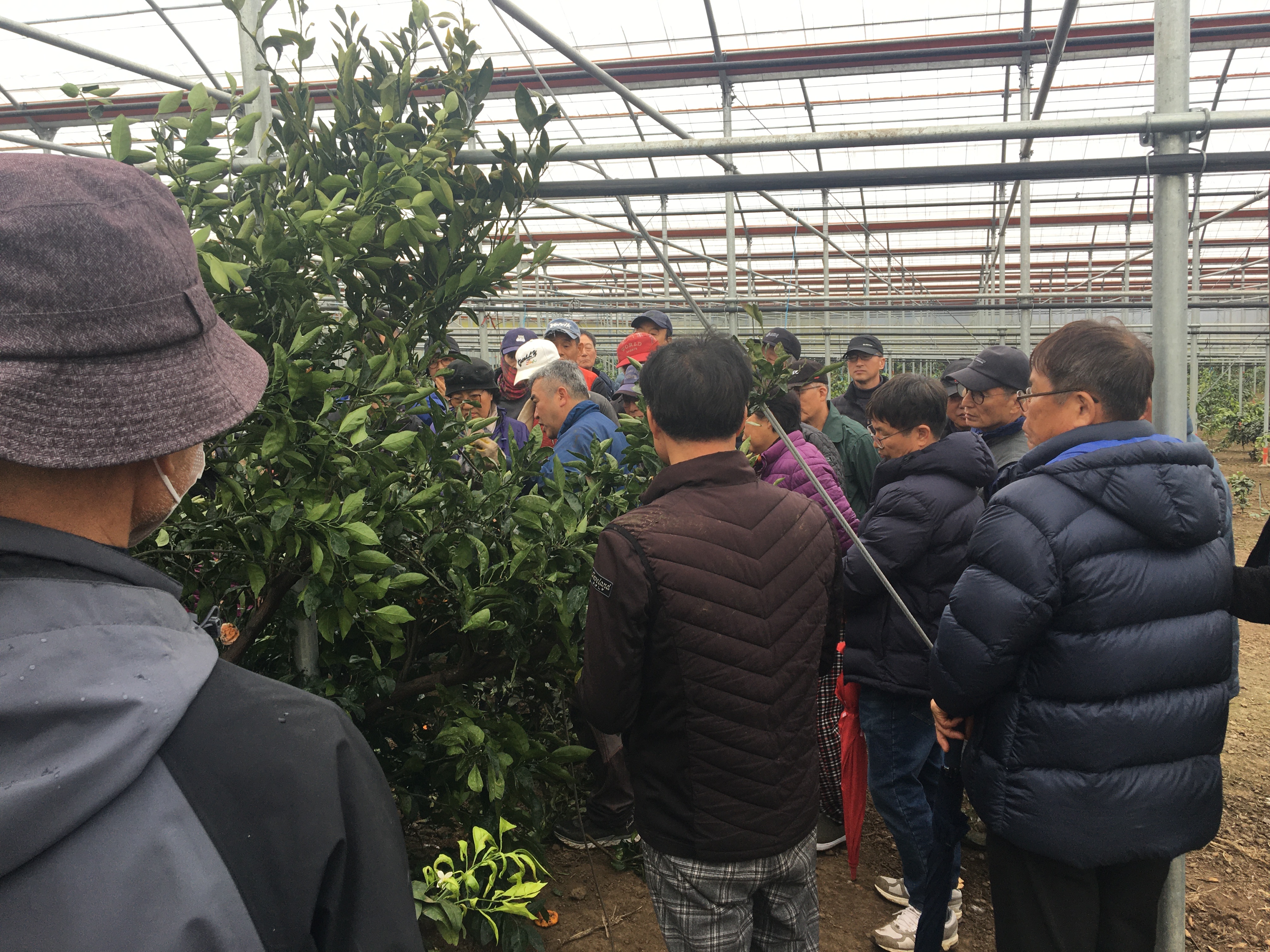 2024년 감귤류 정지·전정교육