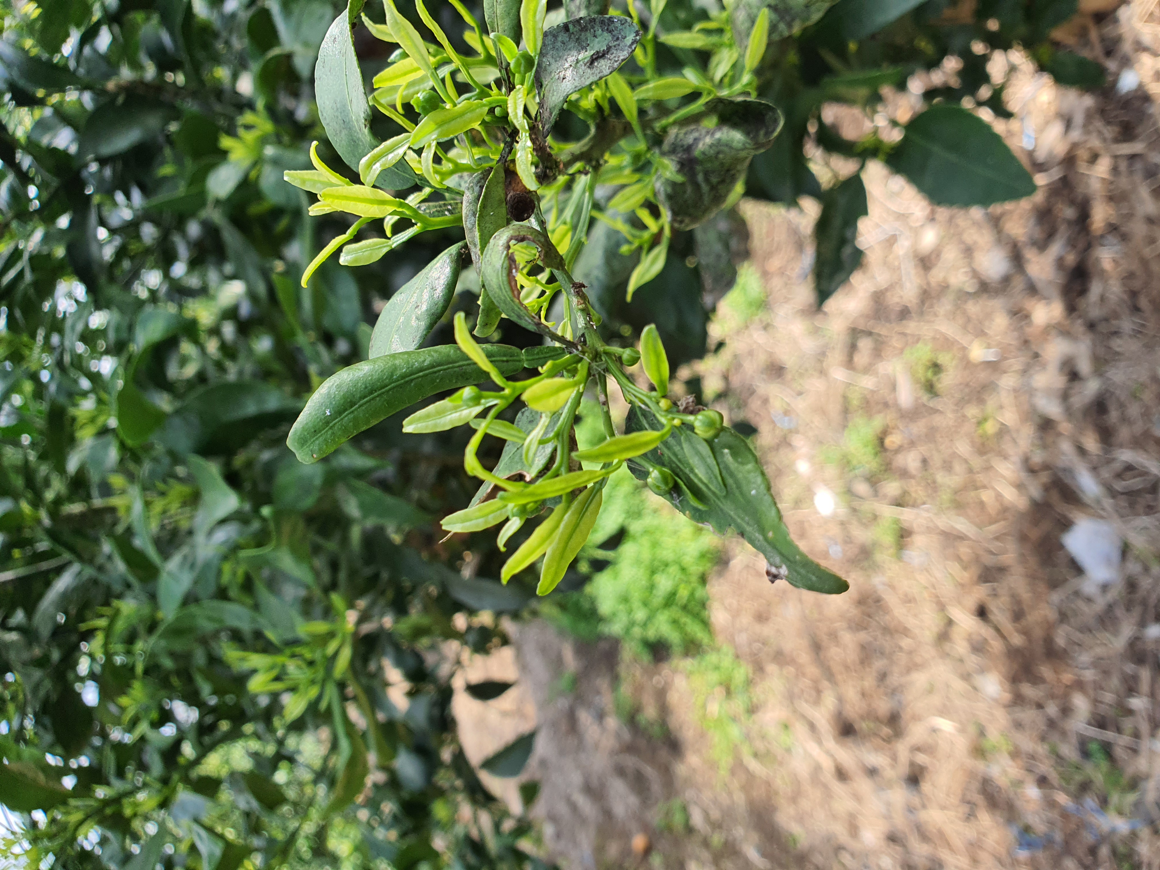 한라봉하우스 개폐온도 문의드립니다