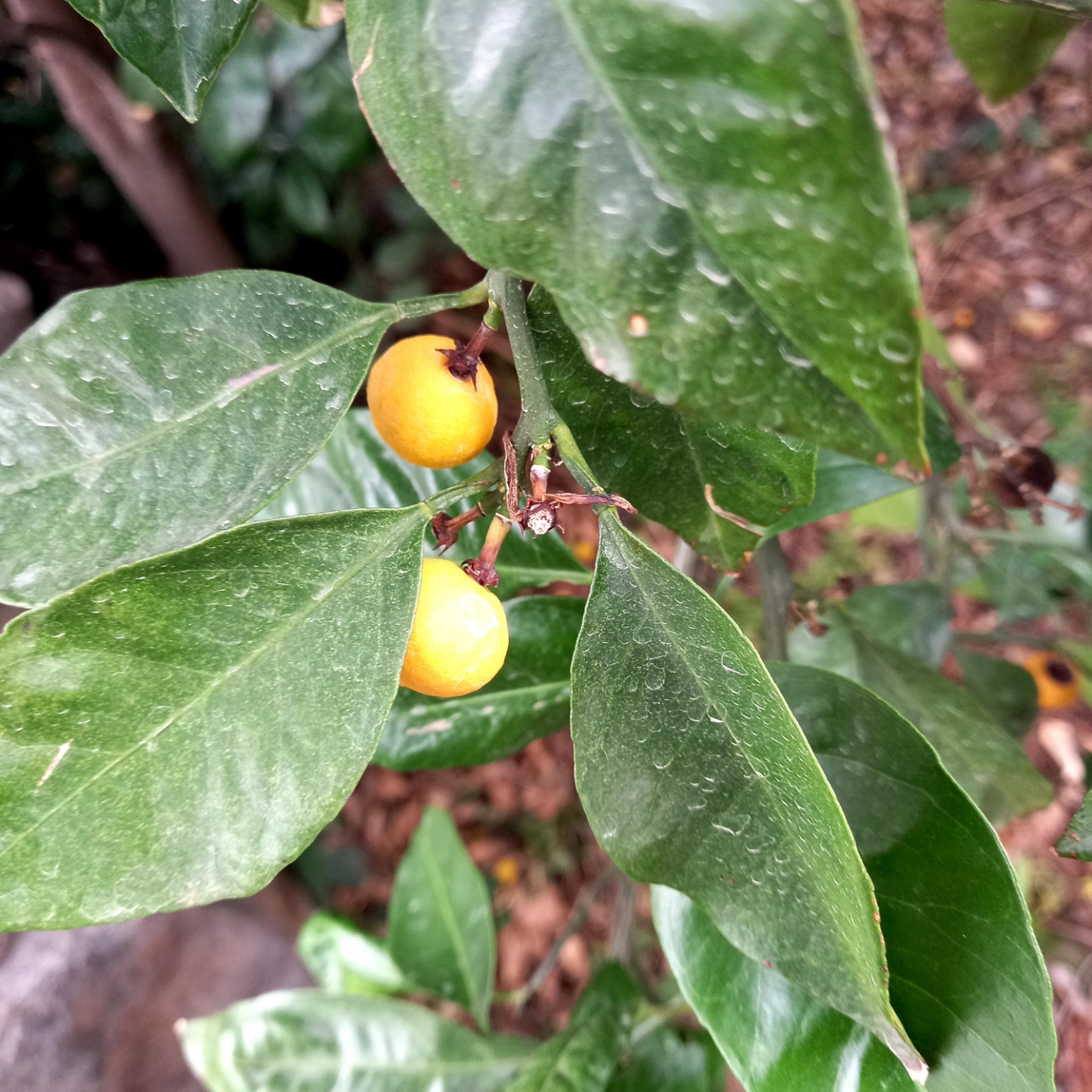 극조생 노지 감귤 생리낙과 문의