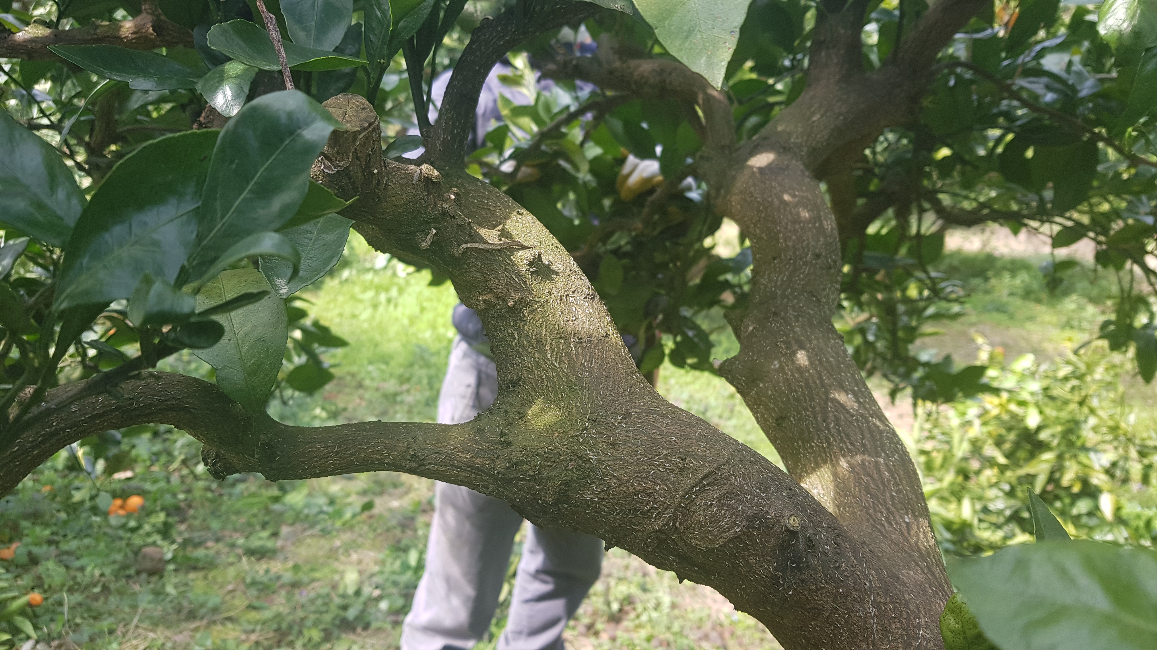 전정하다 본 작은 히끗히끗한 것이 무엇인지 알고 싶습니다.