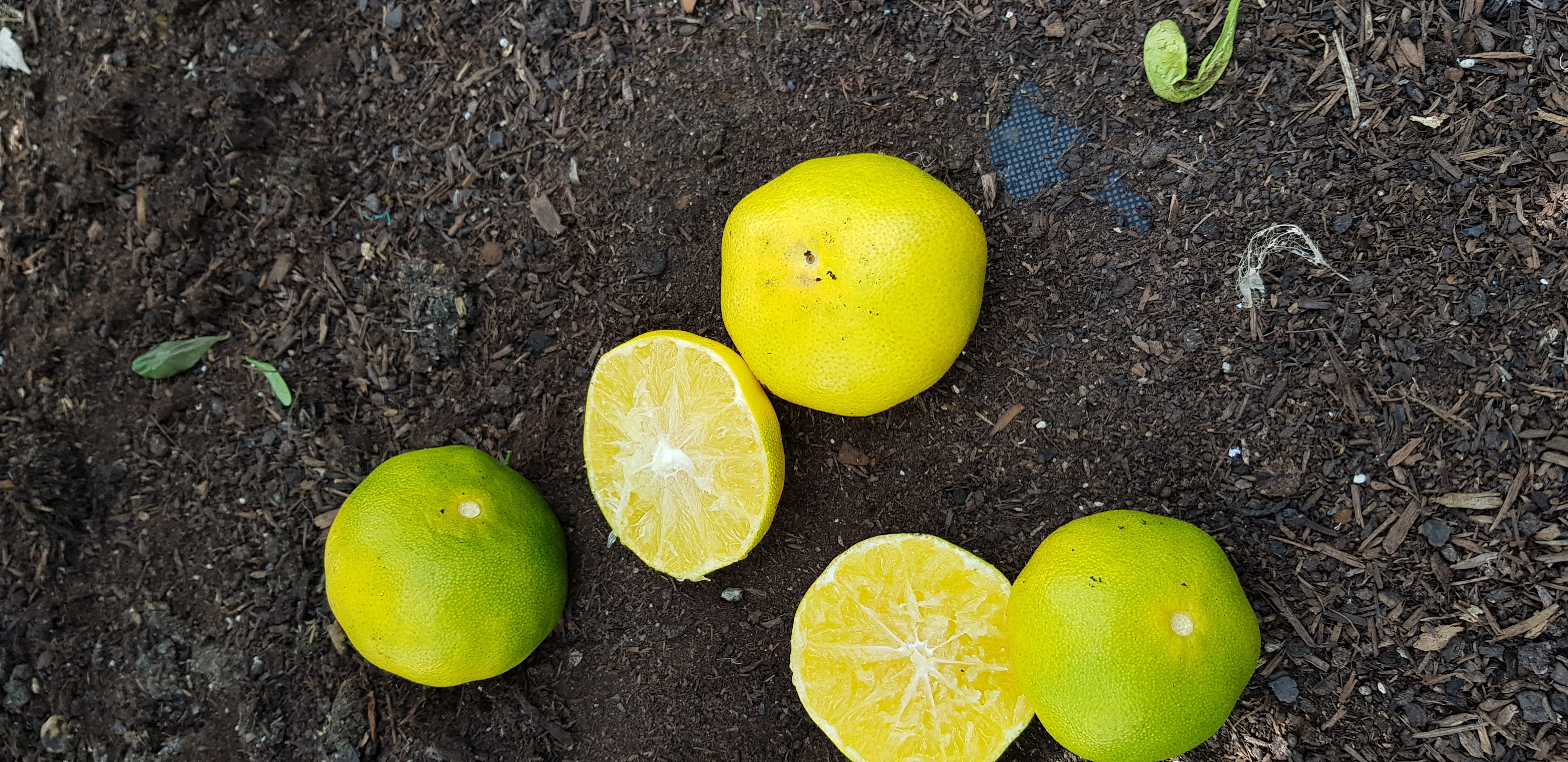 레드향 낙과 관련 문의