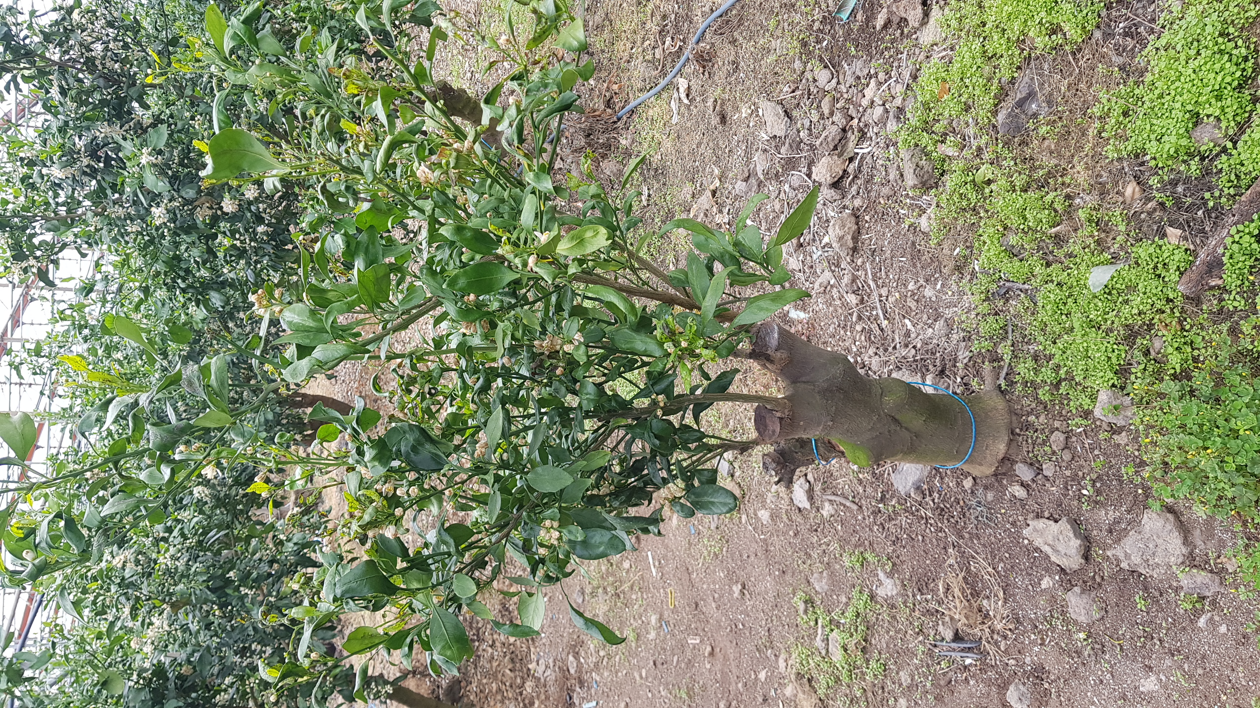 레드향나무관련