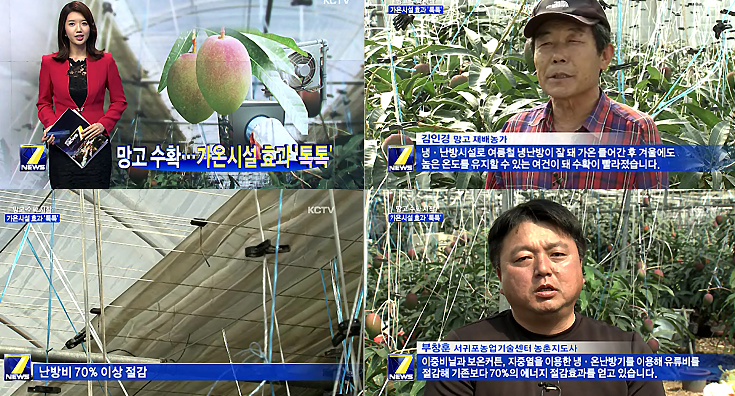 망고 수확, 가온시설 효과 '톡톡'[KCTV 종합뉴스- 2015.3.12.]