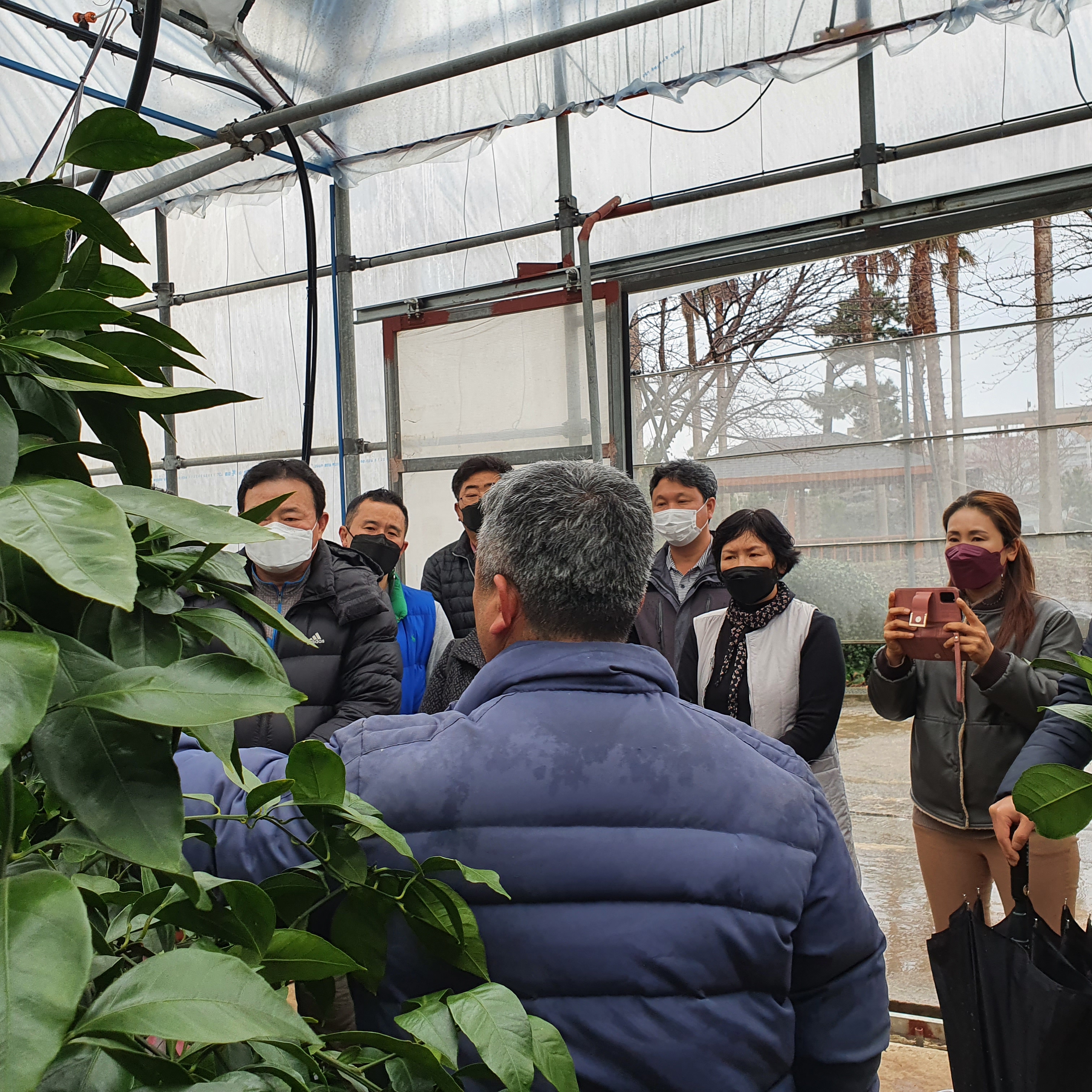 2021년 감귤 정지·전정 교육