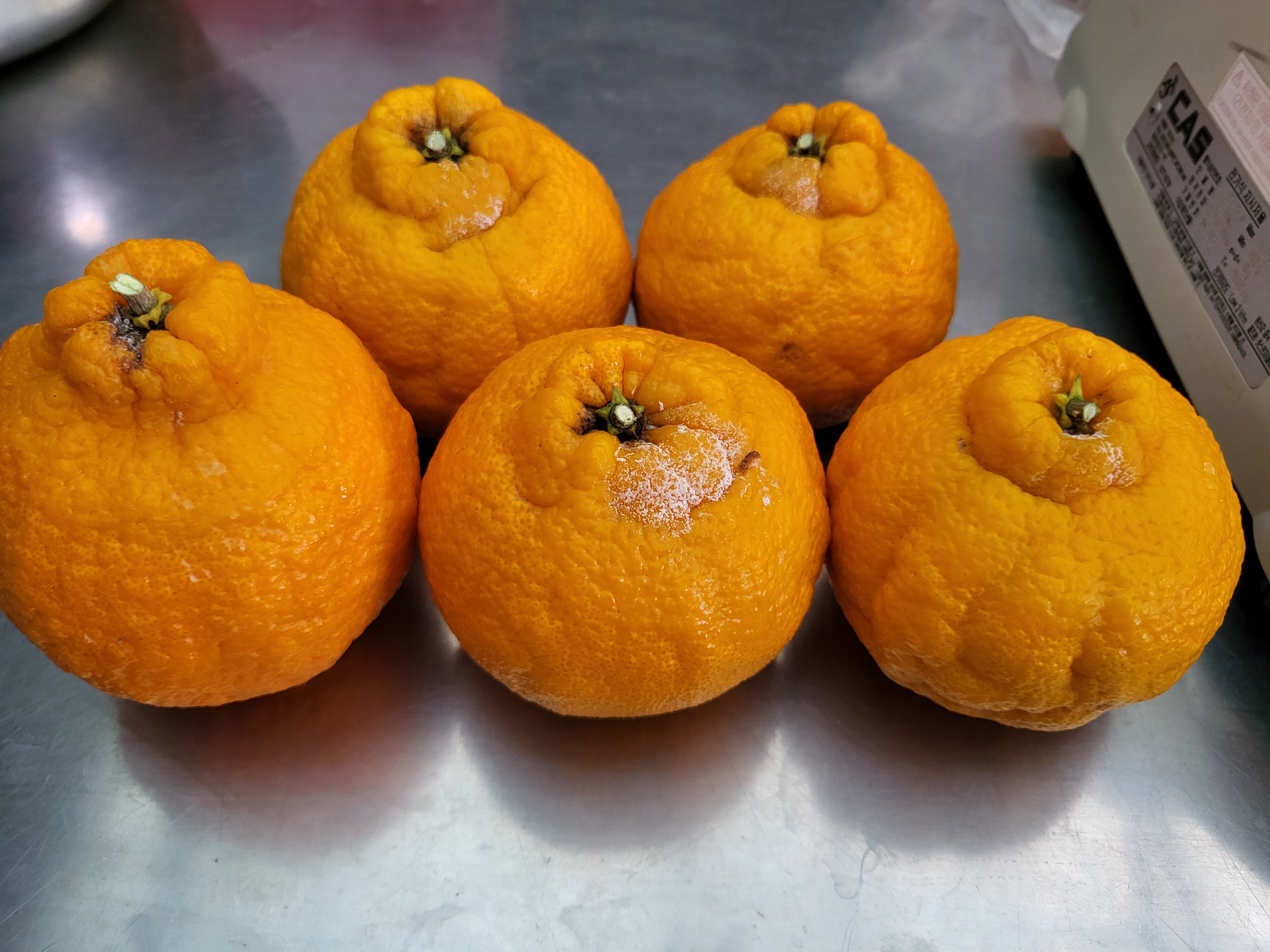 노지한라봉 꼭지