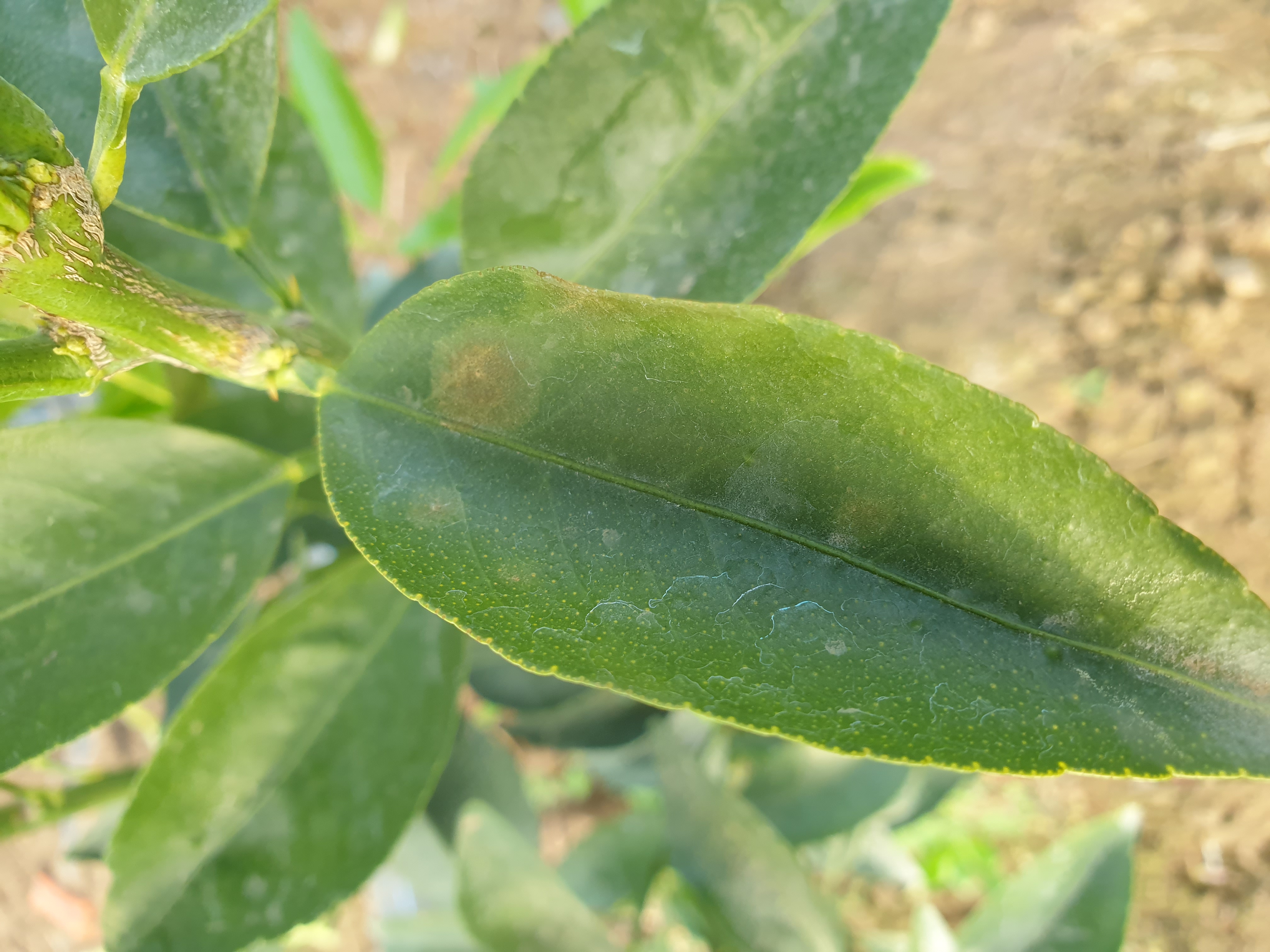 천혜향 낙엽현상