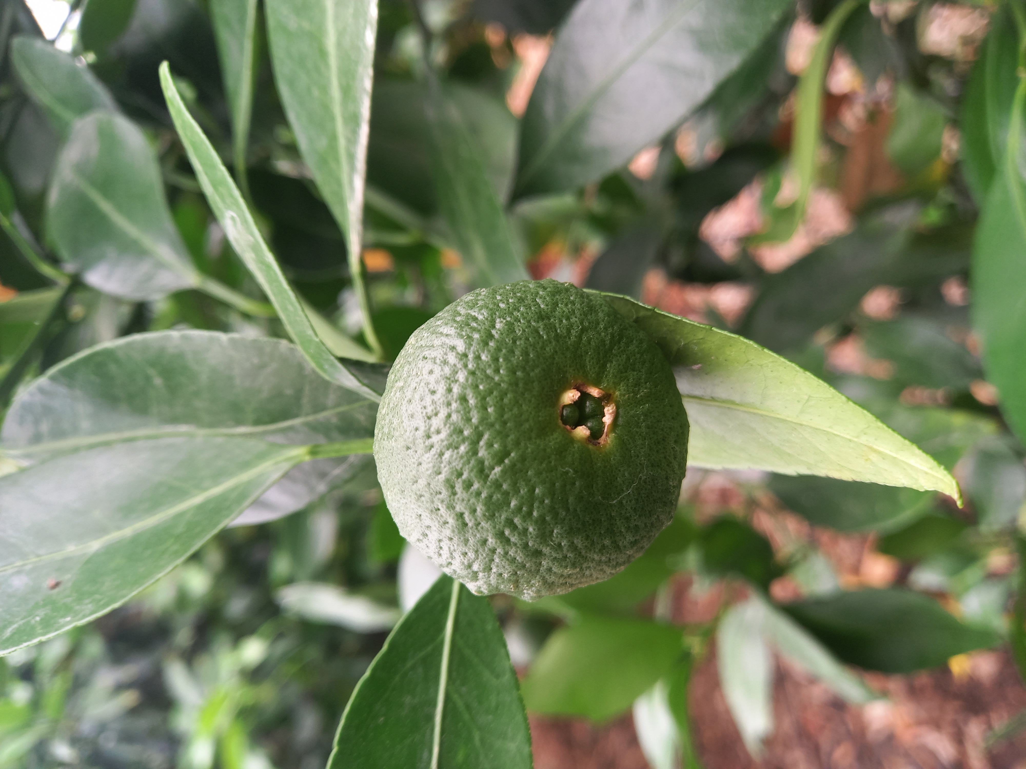 레드향 열매문의