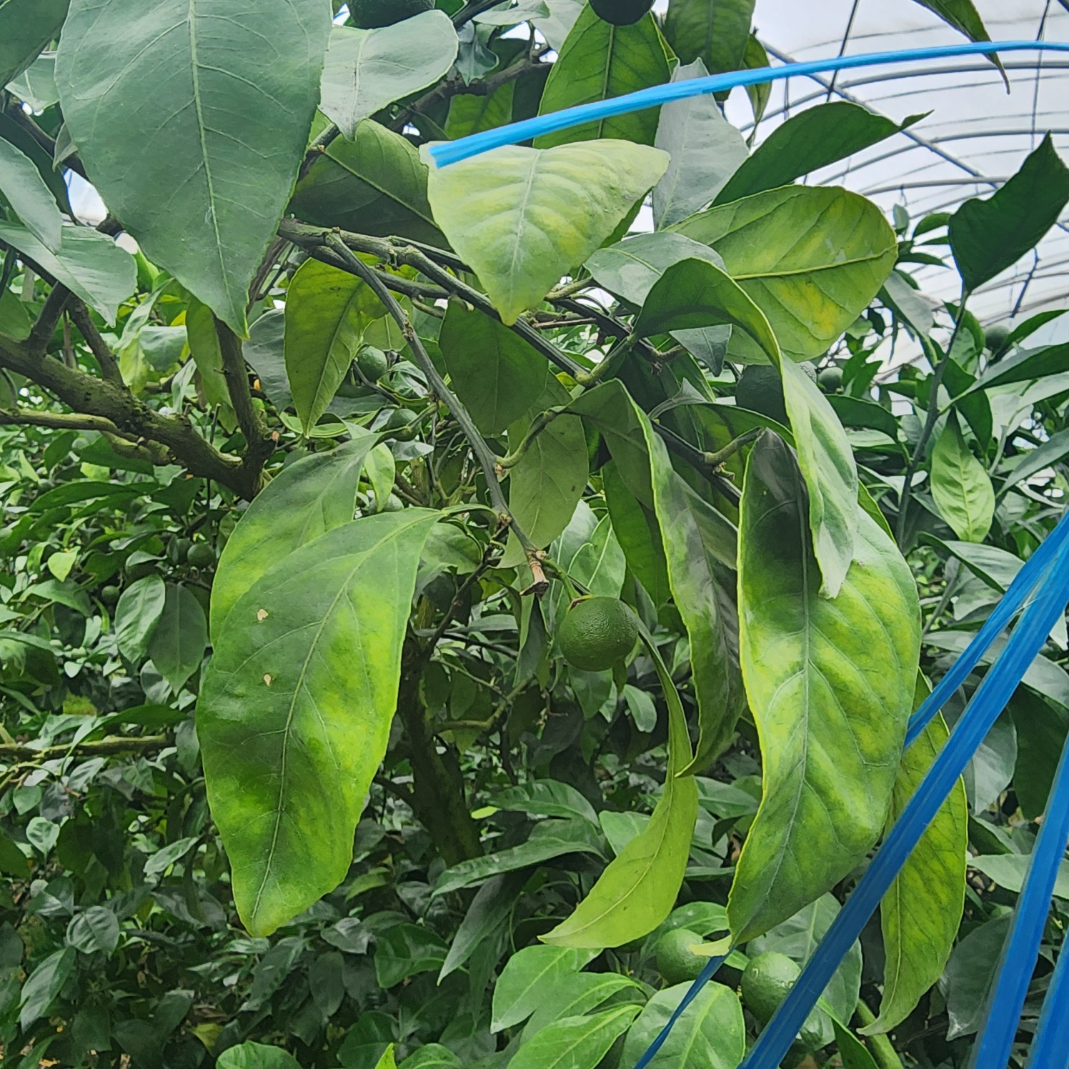 비가림하우스 귤 잎 상태 확인부탁드립니다.