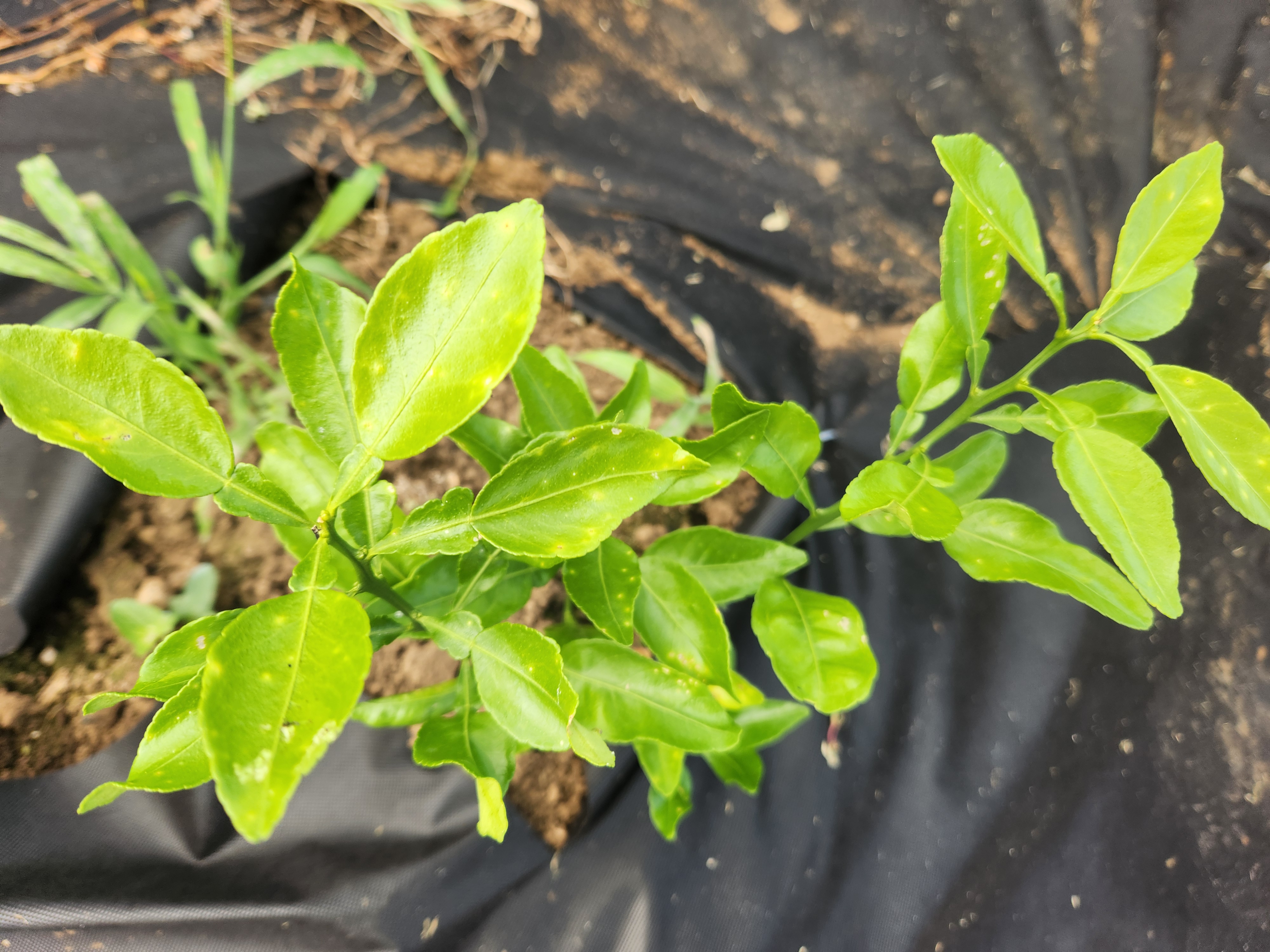 다이마사키(홍한라봉) 잎사귀 문의