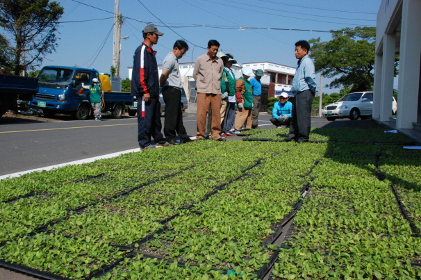 덕천리 꽃길조성 공동작업
