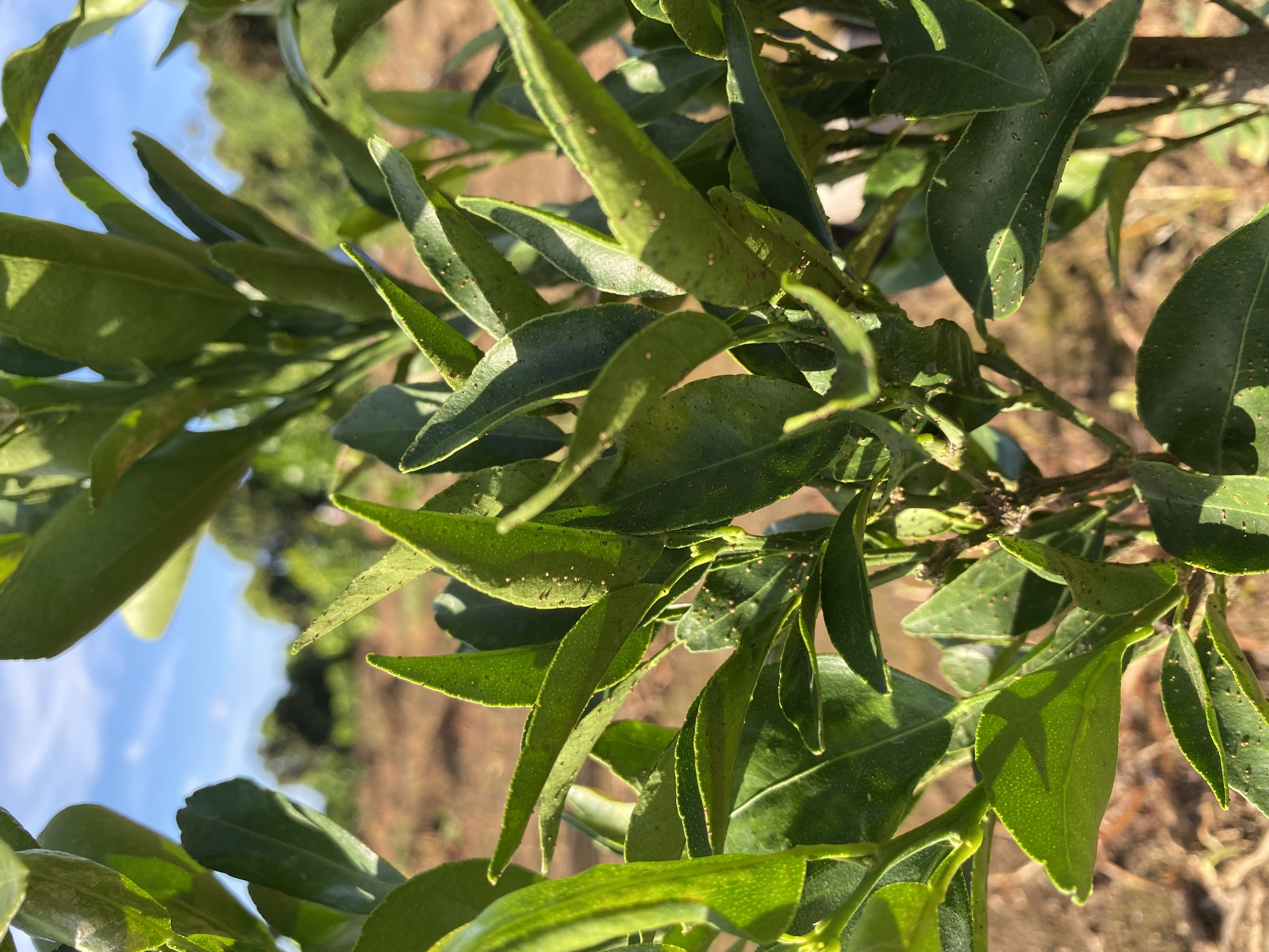 천혜향 잎에 이렇게 되어있는데... 무엇인지 알려주세요