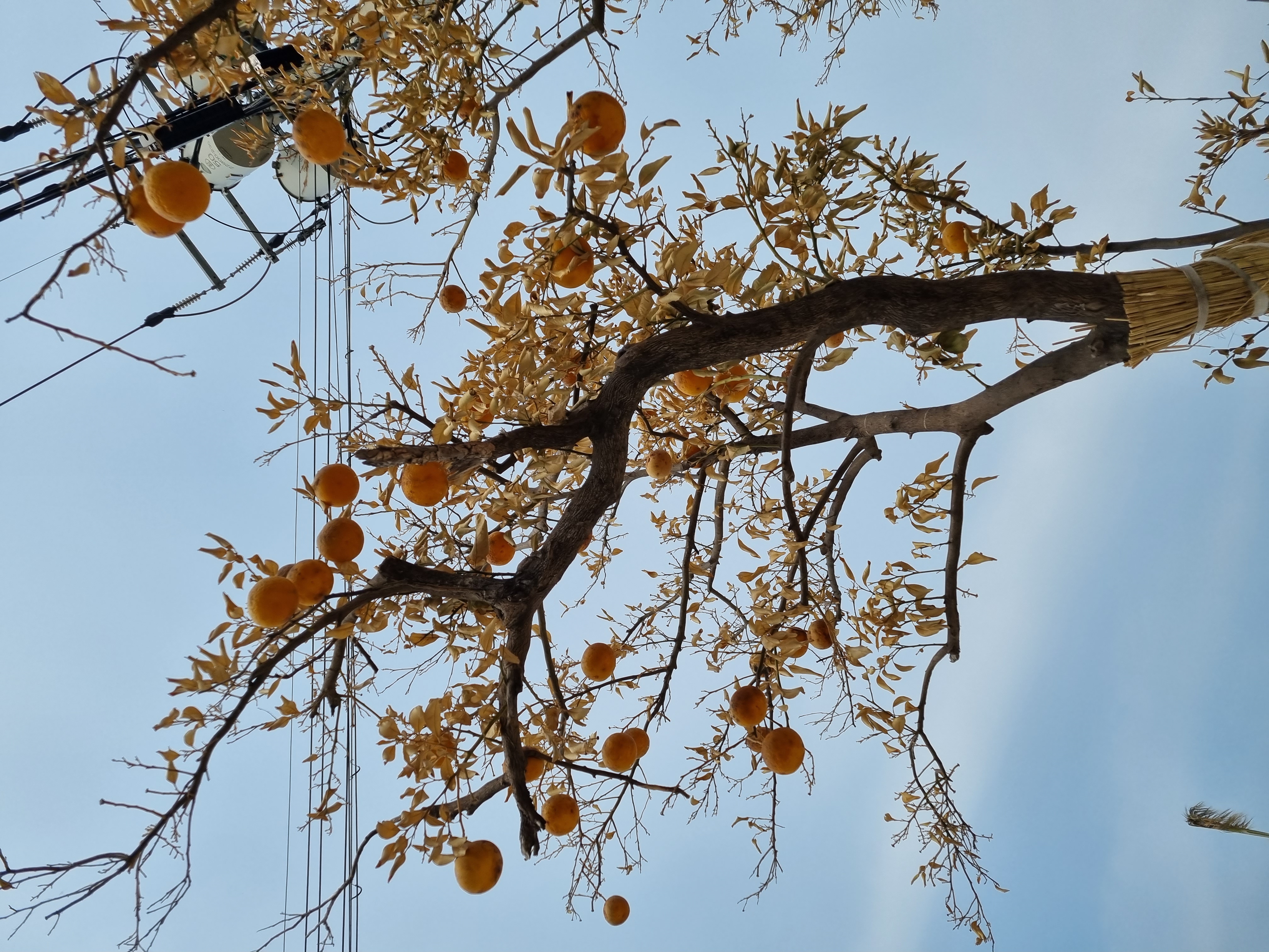 하귤나무를 키우고 있는데요