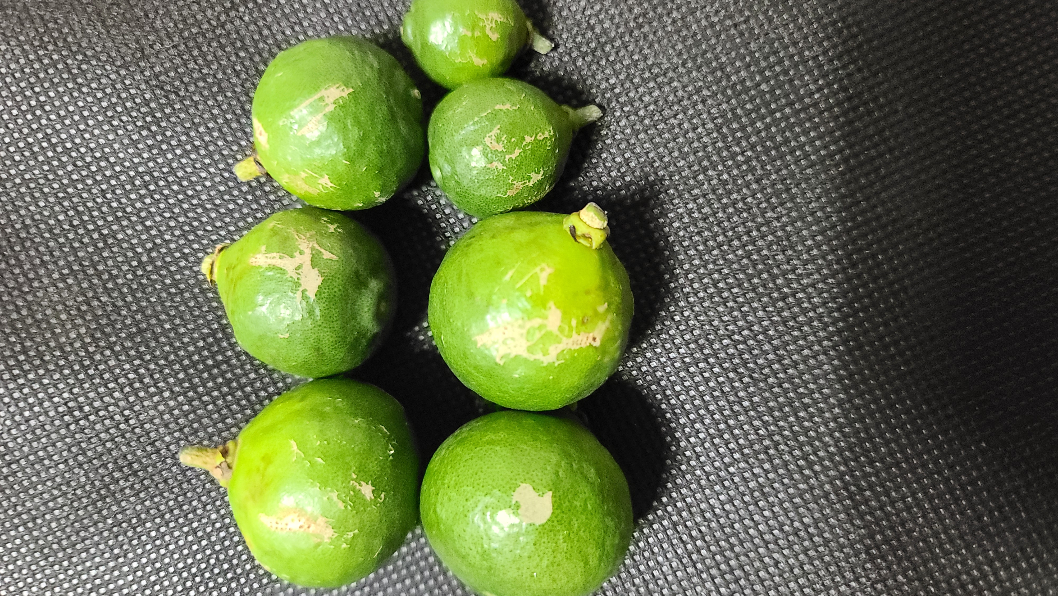 천혜향 열매의 흠집이 어떤 병해충 피해인지 알려주세요. (사진 첨부합니다)