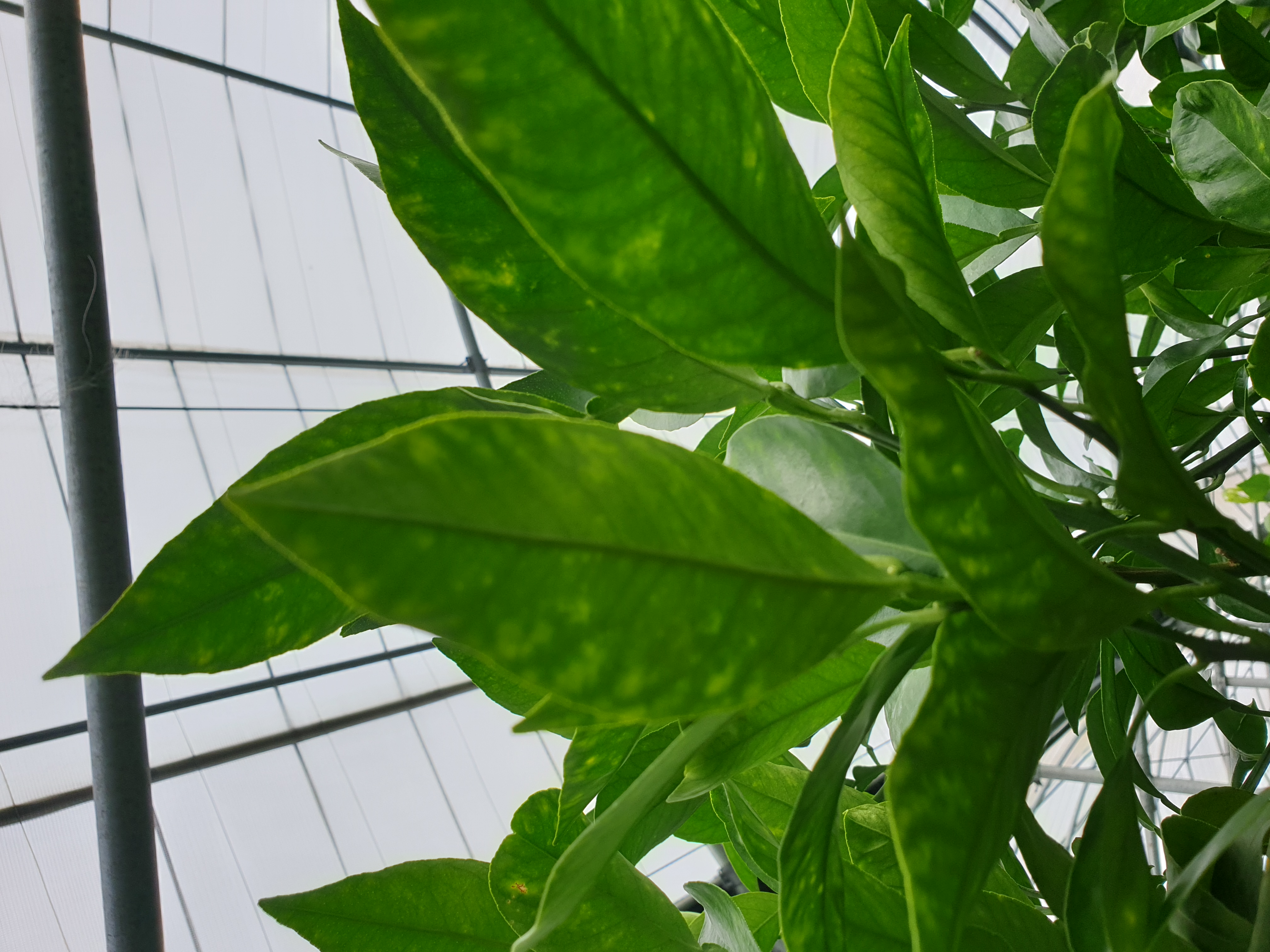 황금향 잎의 상태