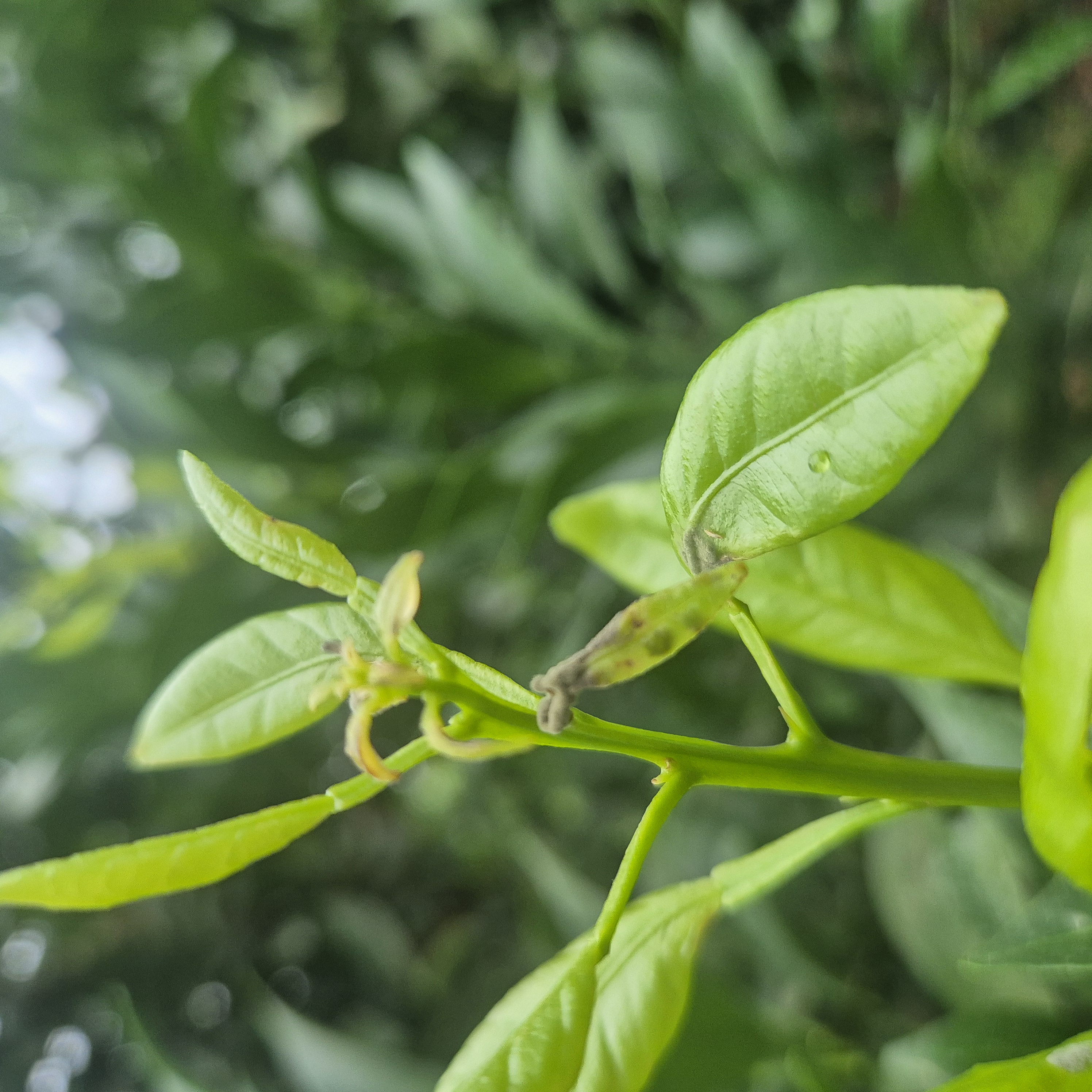 한라봉 새순 곰팡이??