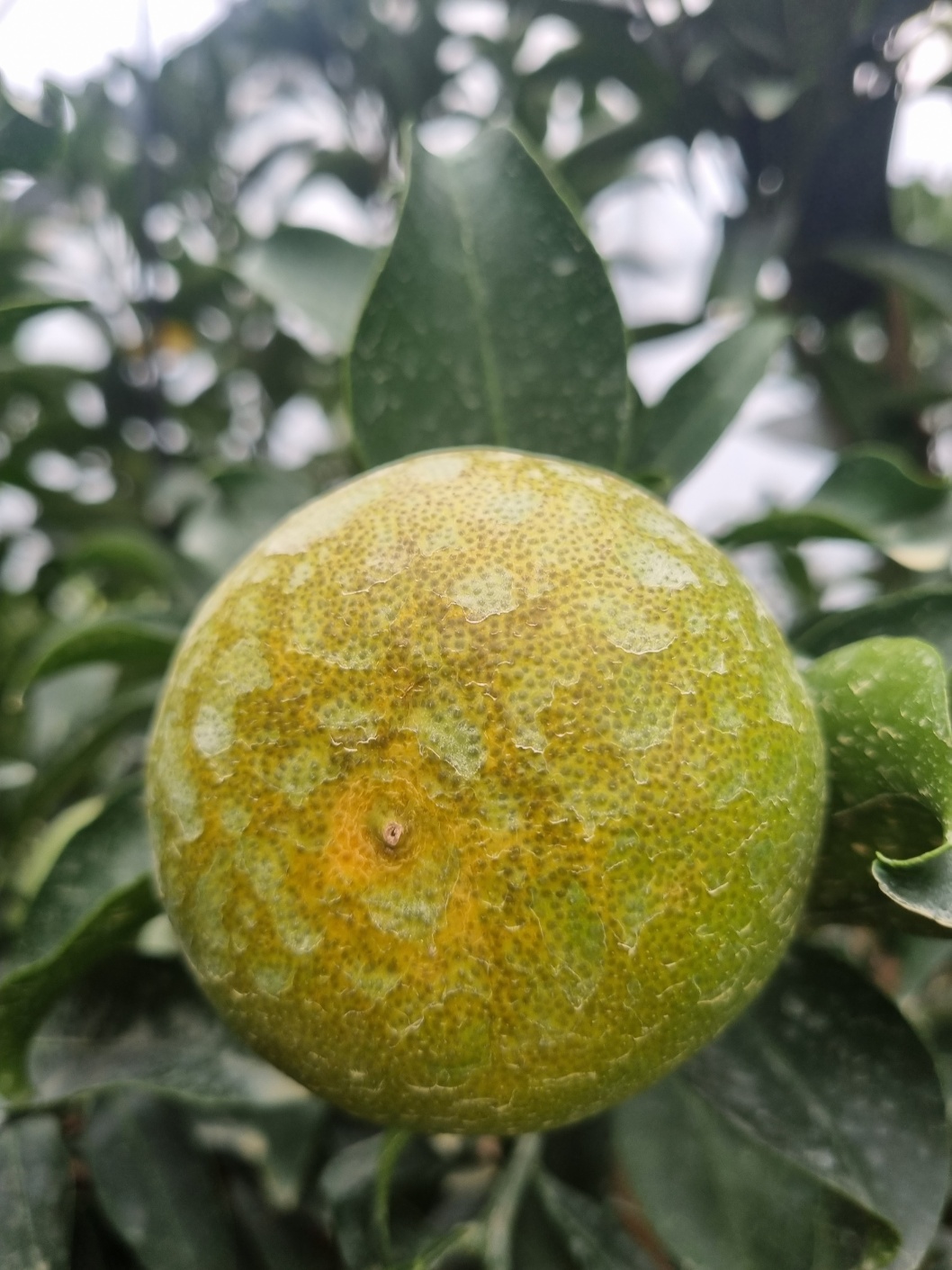 천혜향 열매 상태 문의