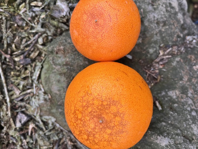 천혜향 병충해 확인 부탁드립니다.