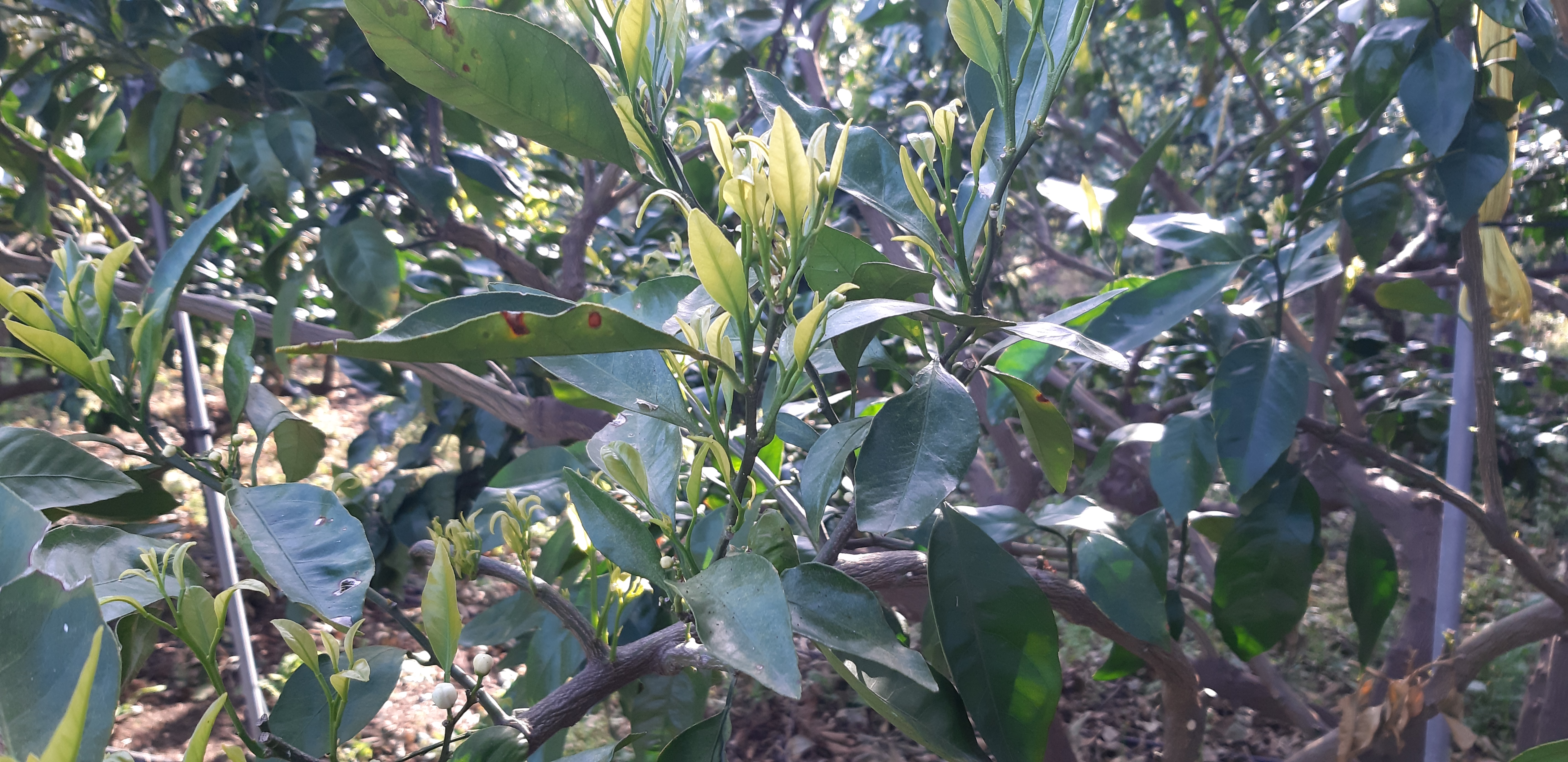 병해충 진단부탁드려요!