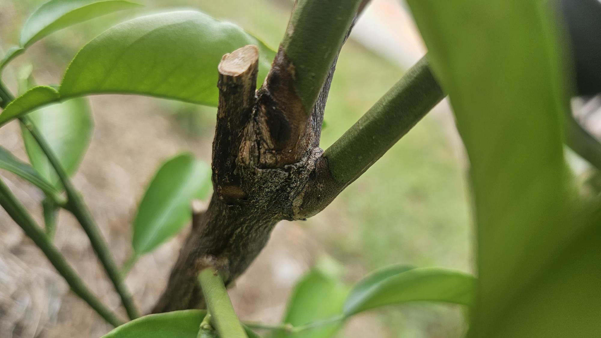 하귤나무 줄기 병에 대한 문의