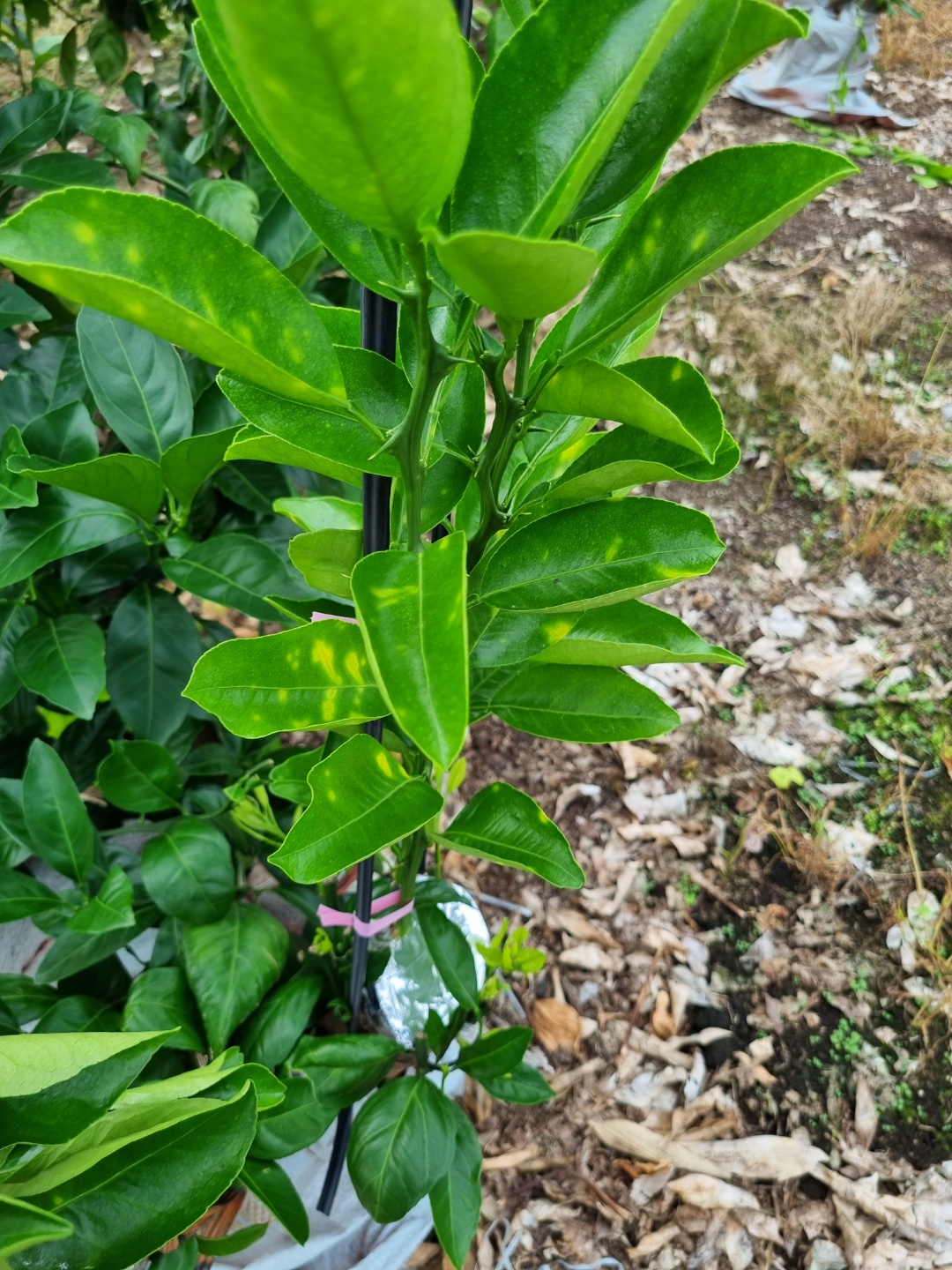 천혜향 잎이 이렇게 변합니다. 왜 이런지 조언 부탁합니다..