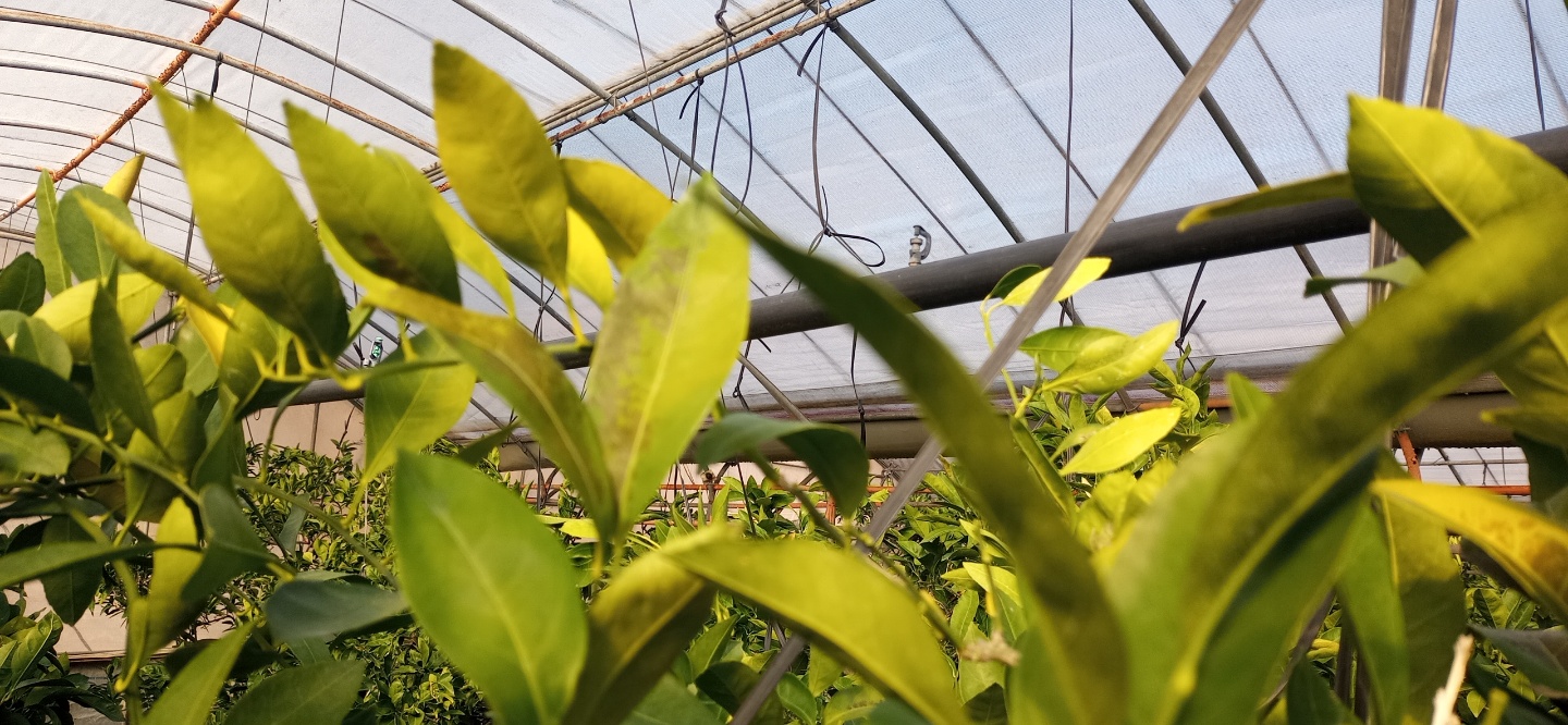 하우스 감귤 잎 증상 관련 문의드립니다.