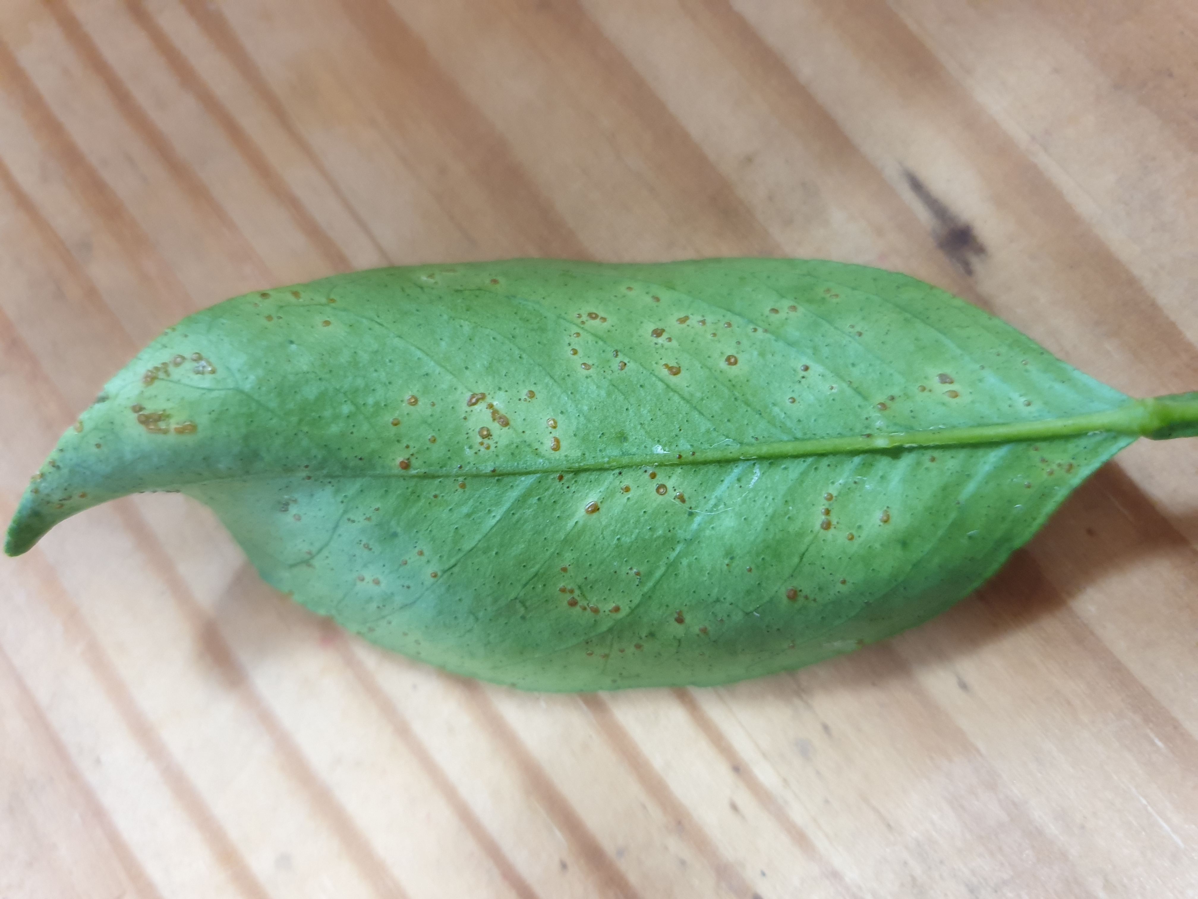 천혜향 궤양병관련