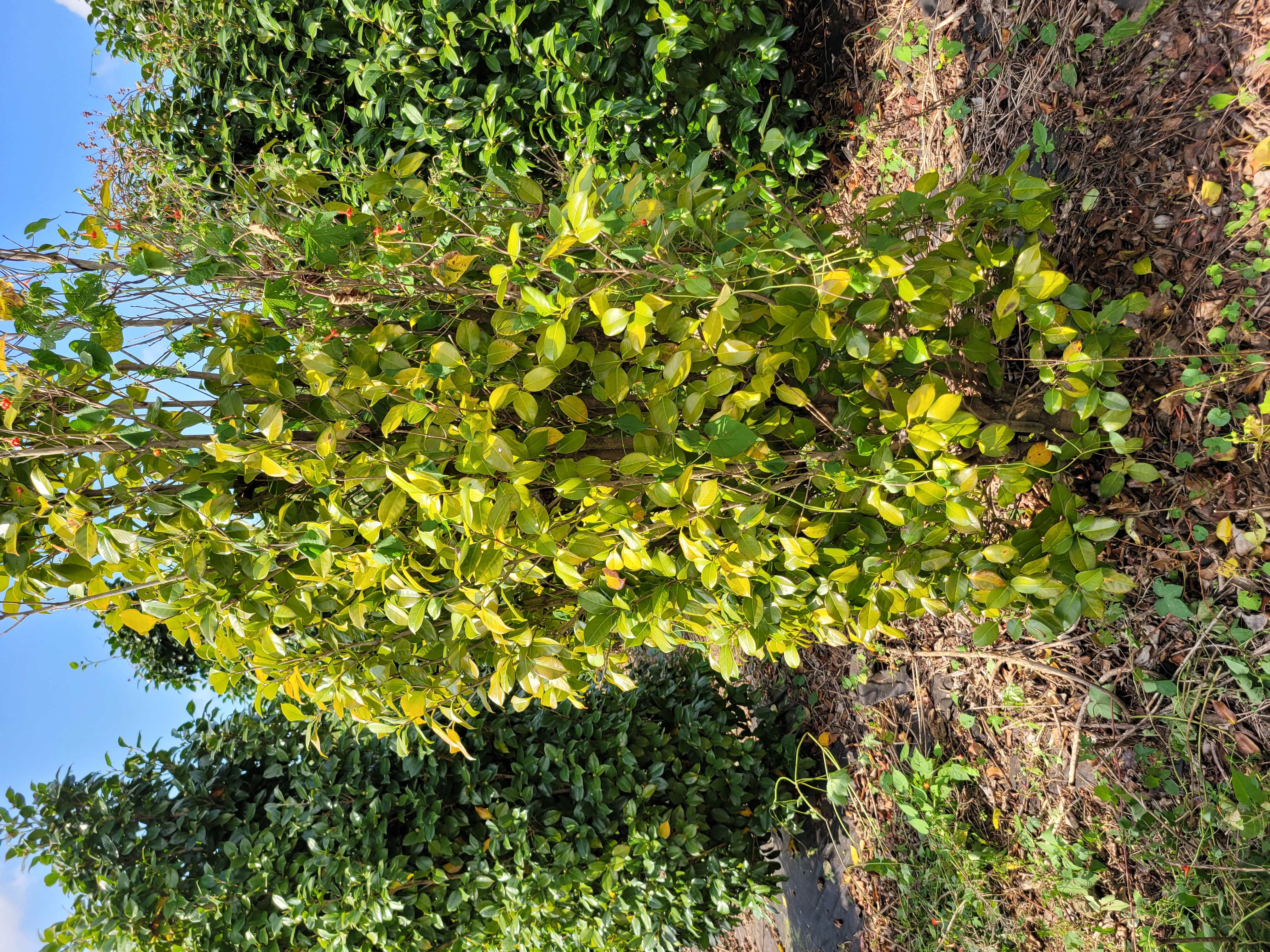 동백나무 병충해 살포 방법