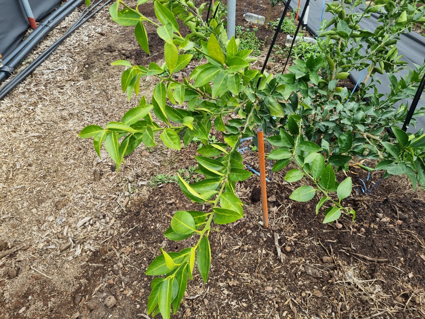 천혜향 묘목 유인가지 끝부분이 변색이 되어가는 원인을 알고 싶습니다.
