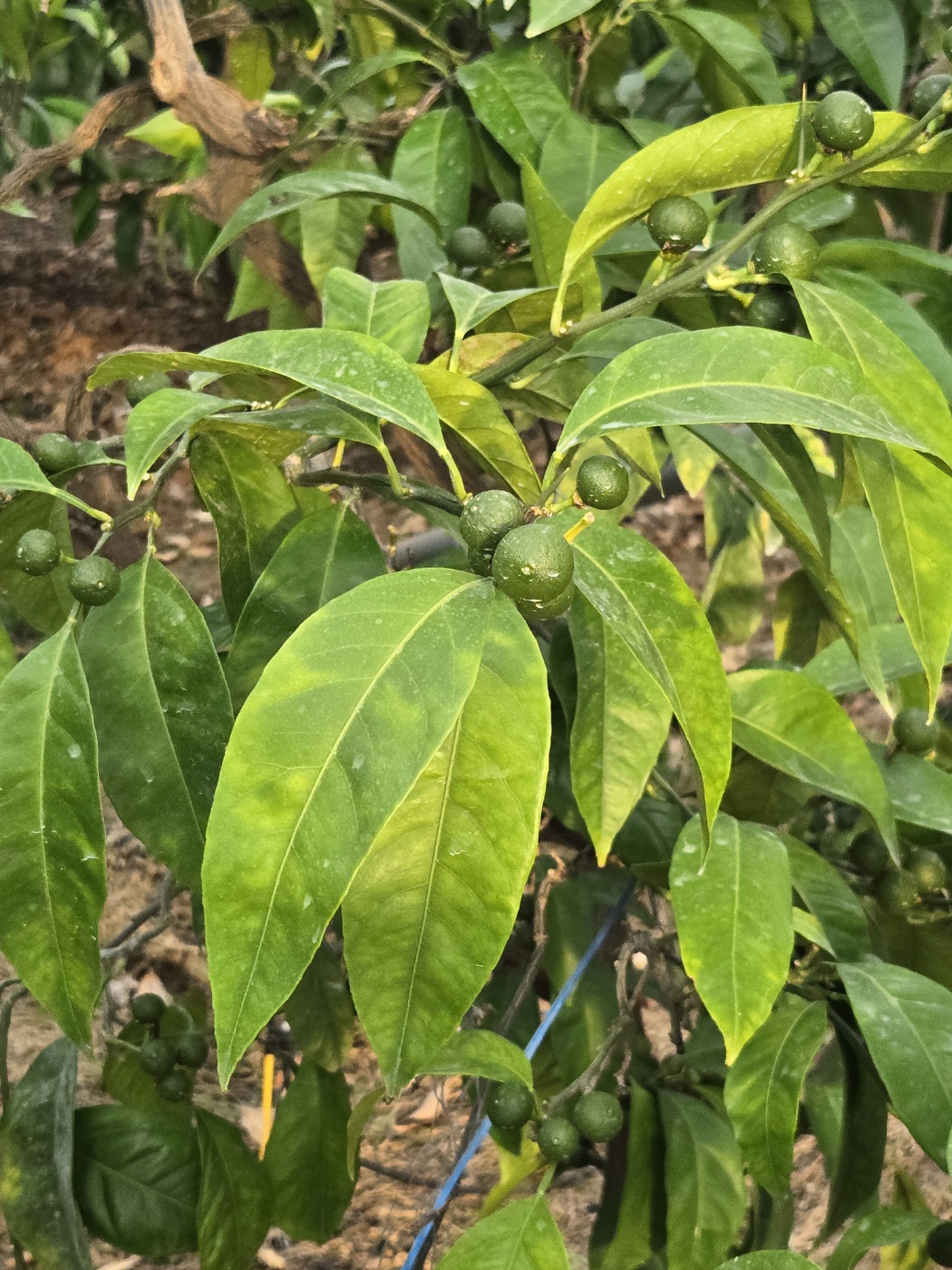 감귤 나무 상태