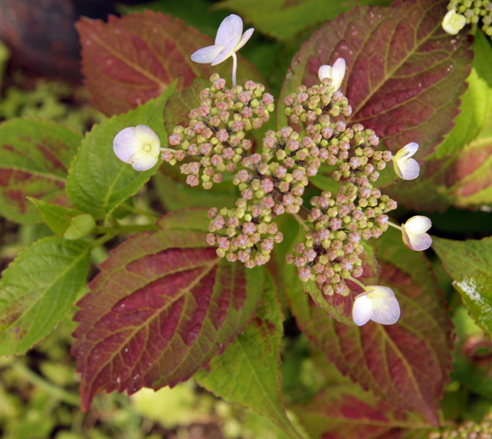 수국을 재배하는데 5월부터 잎에 반점이 많이 생깁니다. 무슨 병일까요.