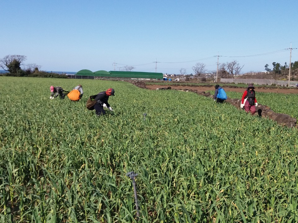 장새미 마늘쫑 뽑기 