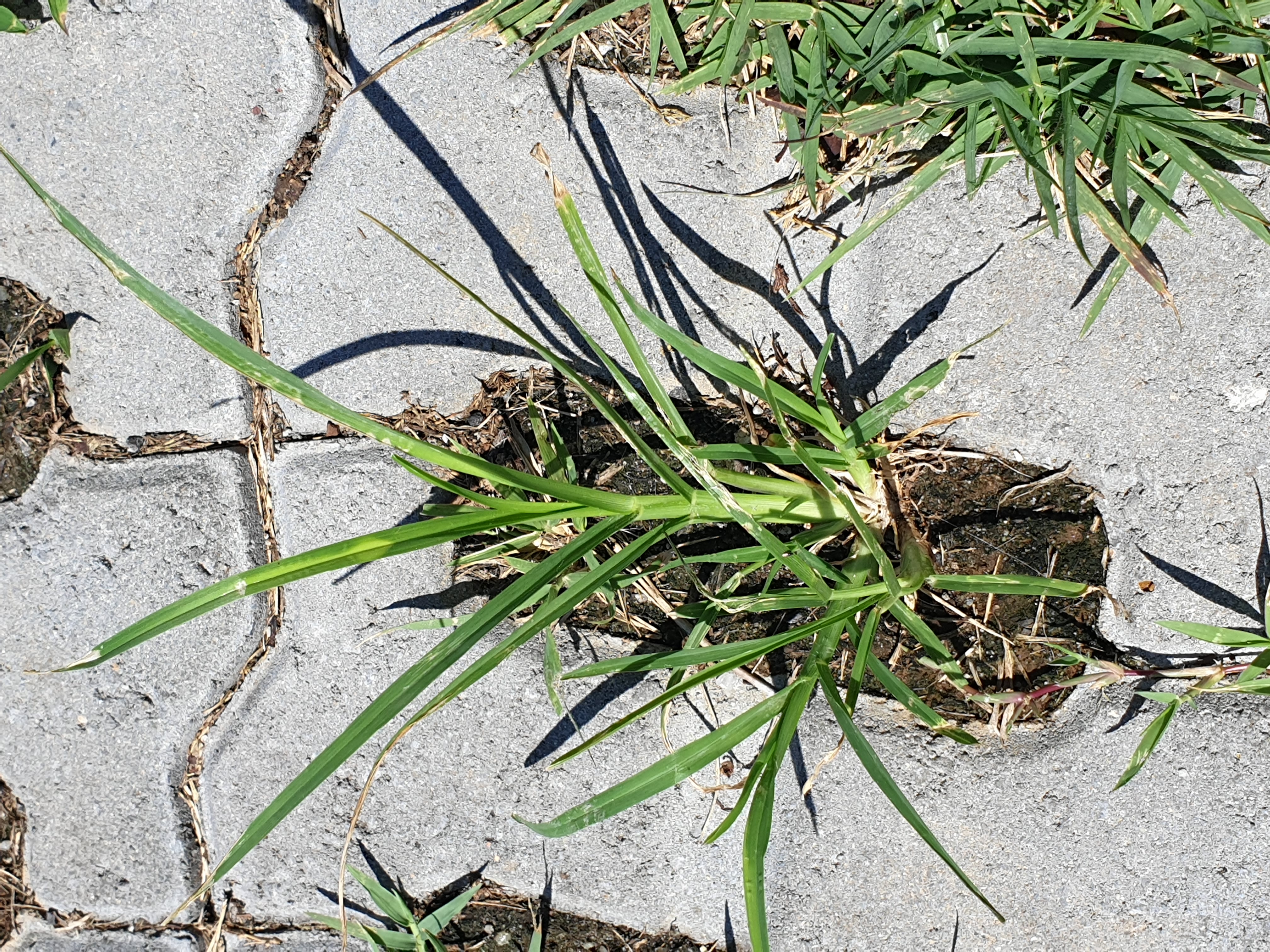 잡초 제거 방법이 궁금합니다