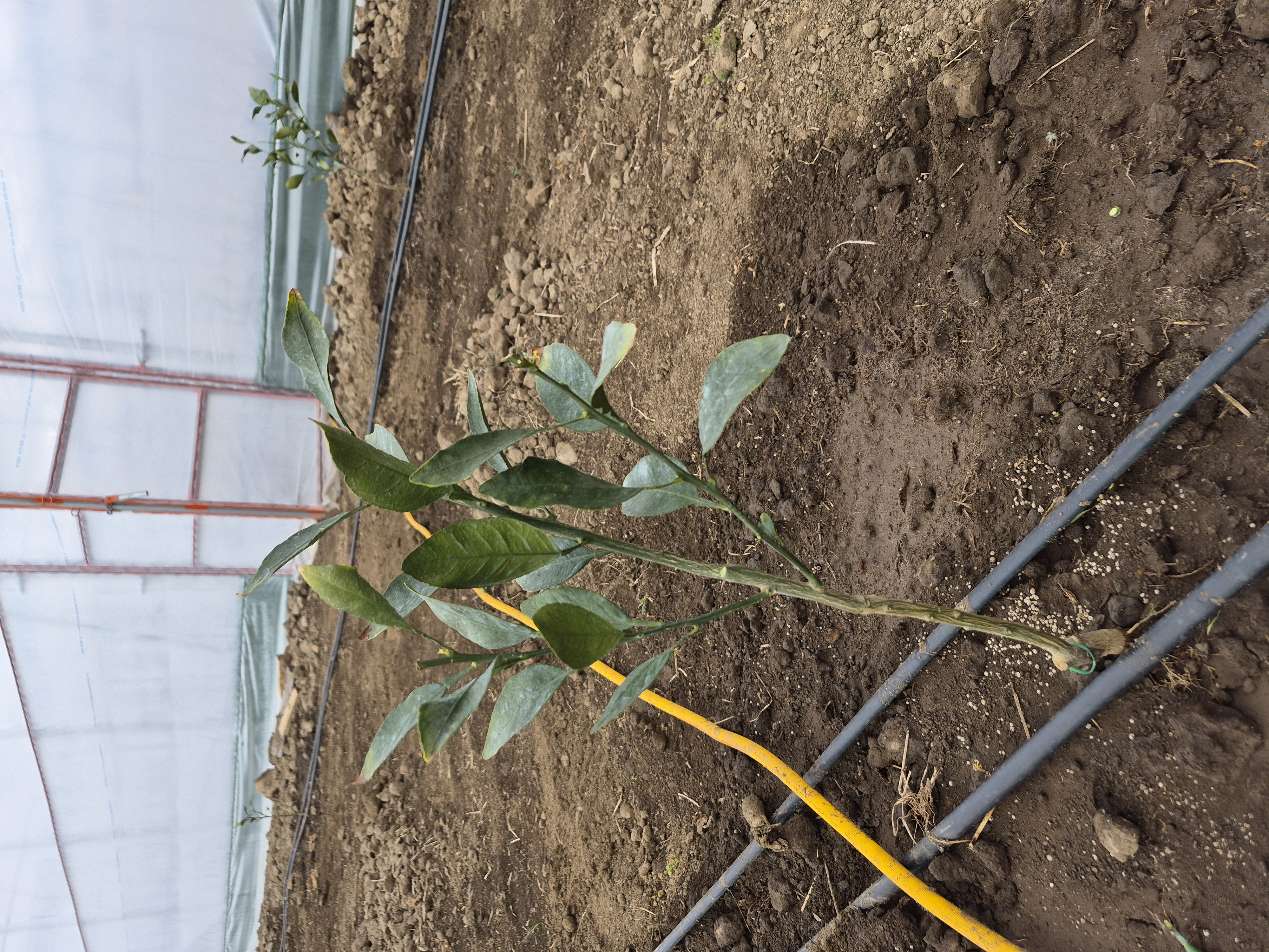 한라봉 유목 전정