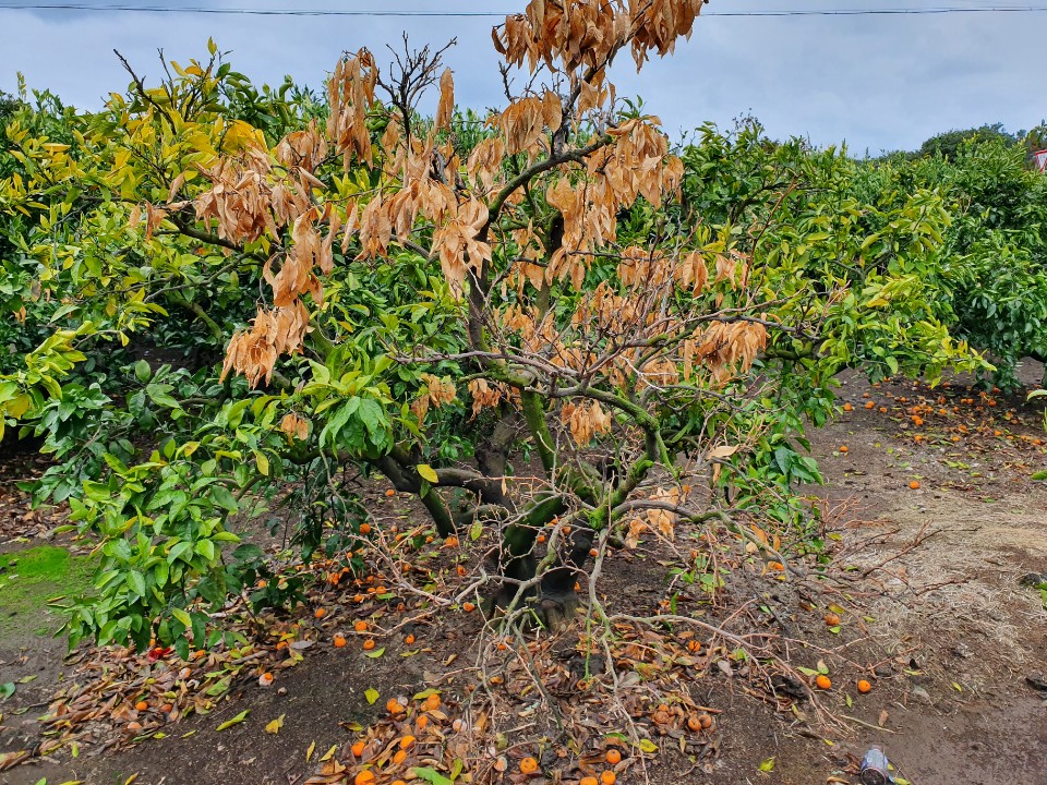 노지 밀감나무가 왜 이런건가요?