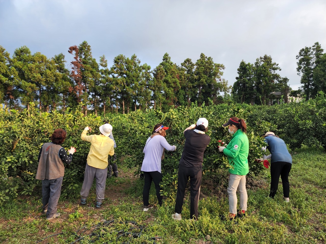  고품질감귤 안정생산을 위한 생활개선회원 열매솎기 수눌음 지도