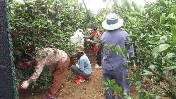 170830 생활개선 안덕면회 열매솎기 봉사활동