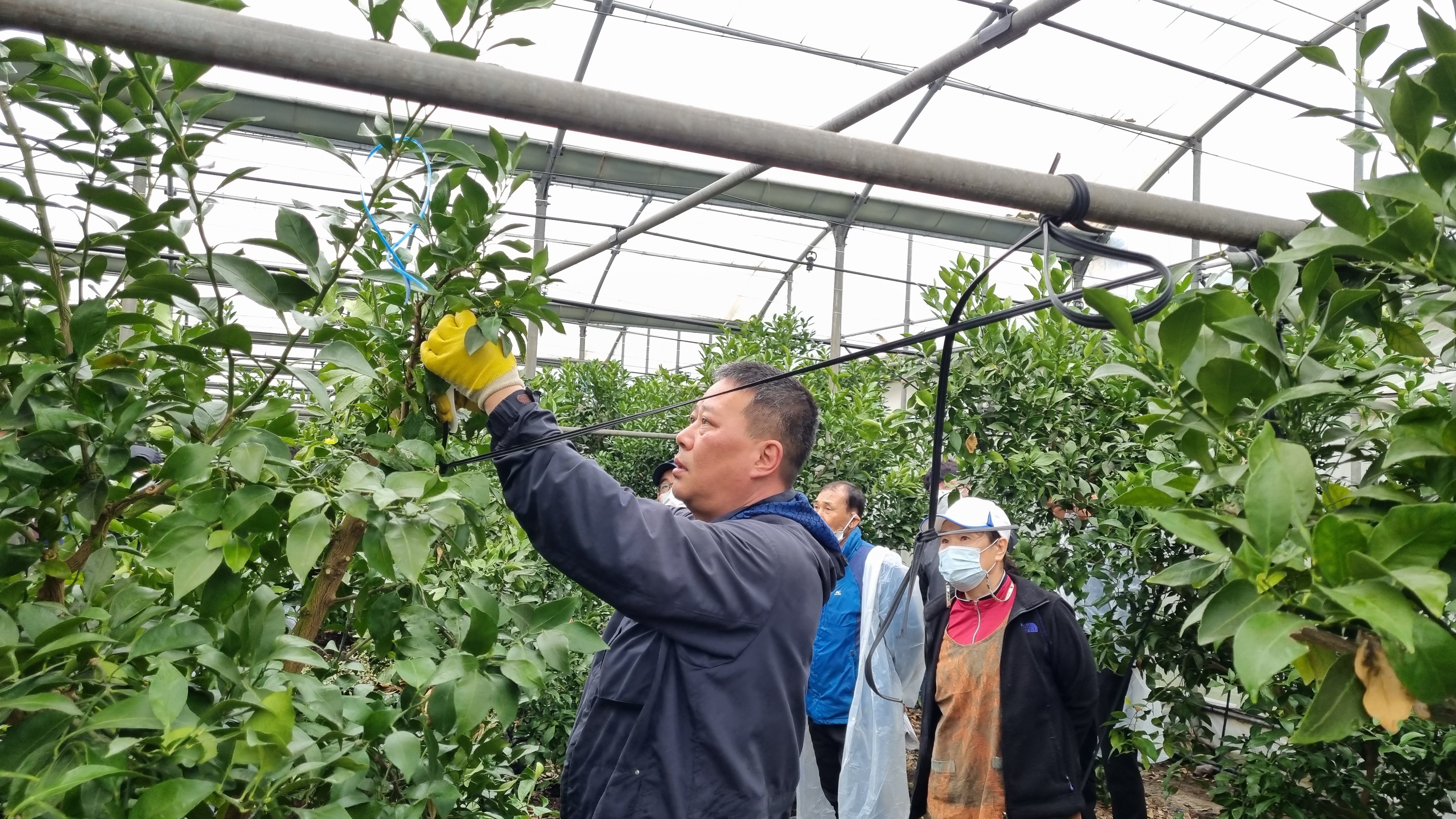 2021년 감귤류 정지 전정 현장 교육( 6회, 3/9~3/12)