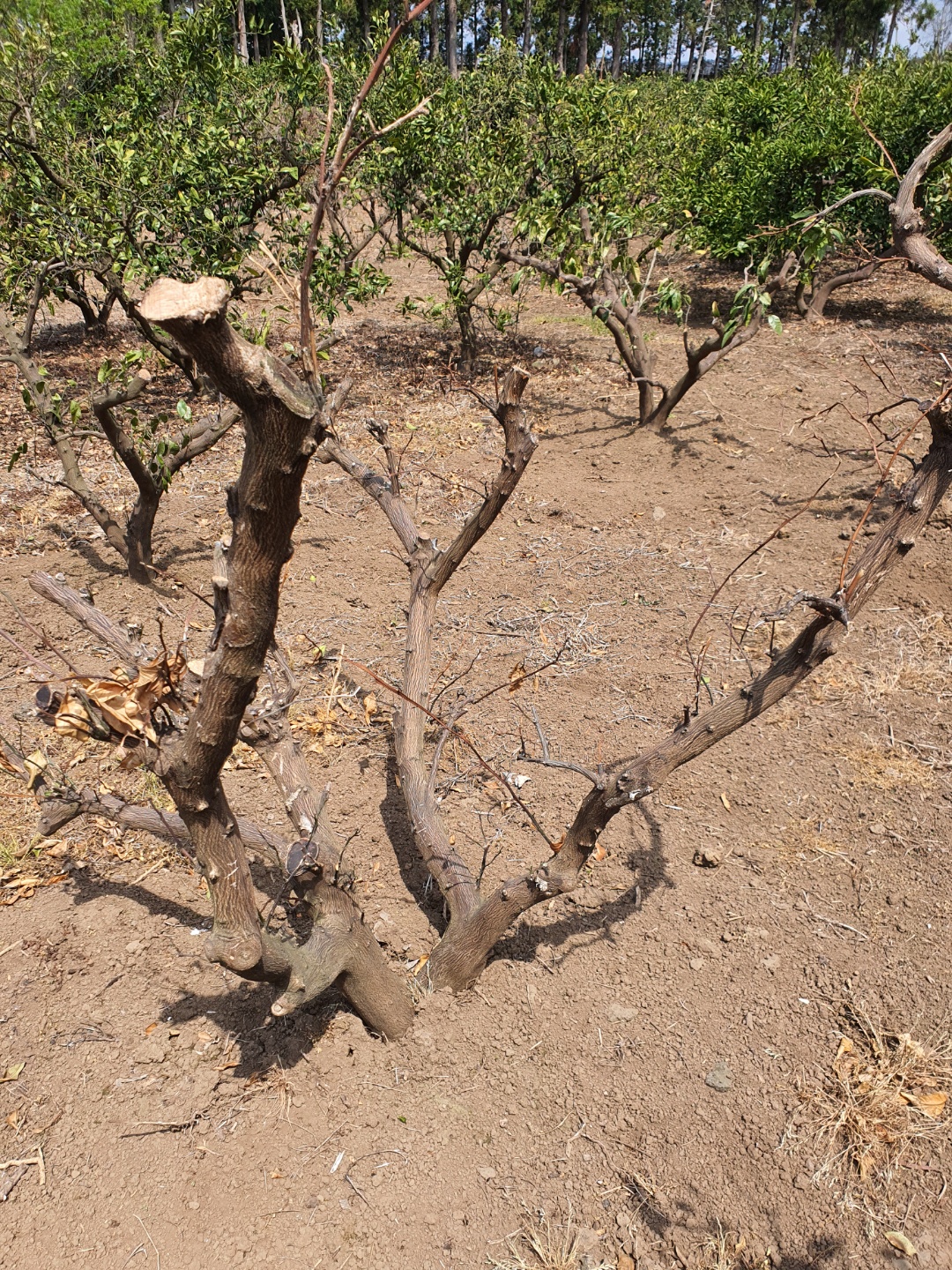 노지감귤 죽은건가요???