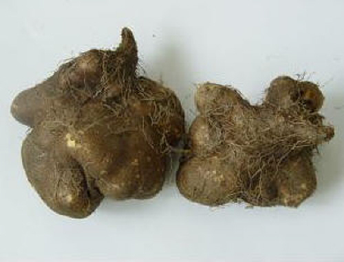 둥근마 새소득작목으로..