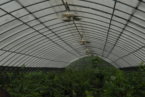 복분자딸기 곰팡이병 유동휀