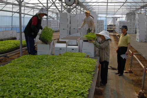 채소묘 200천본 공급계획